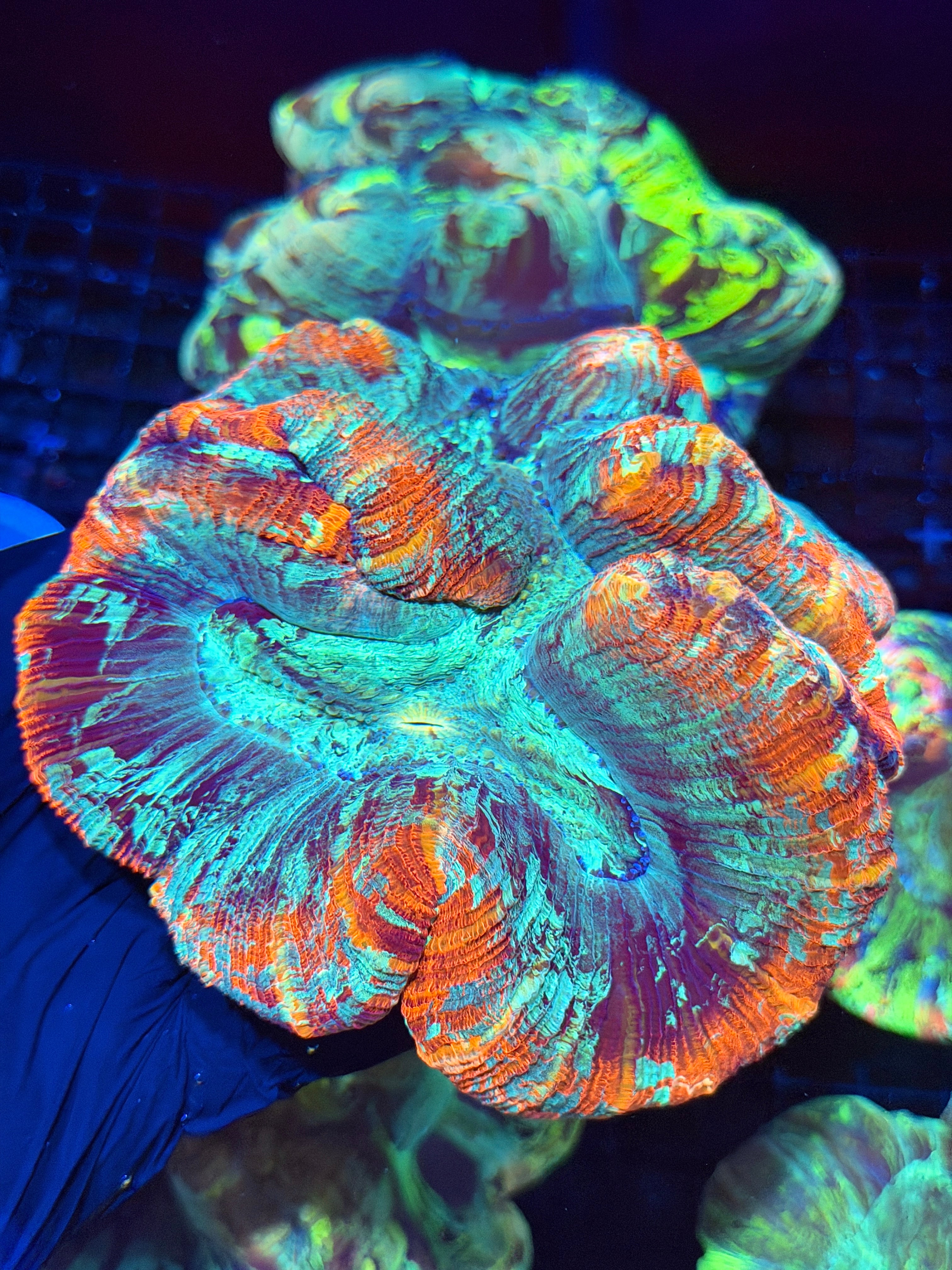 Bright Red Multicolor Trachyphyllia Meat Coral XXL Show Piece
