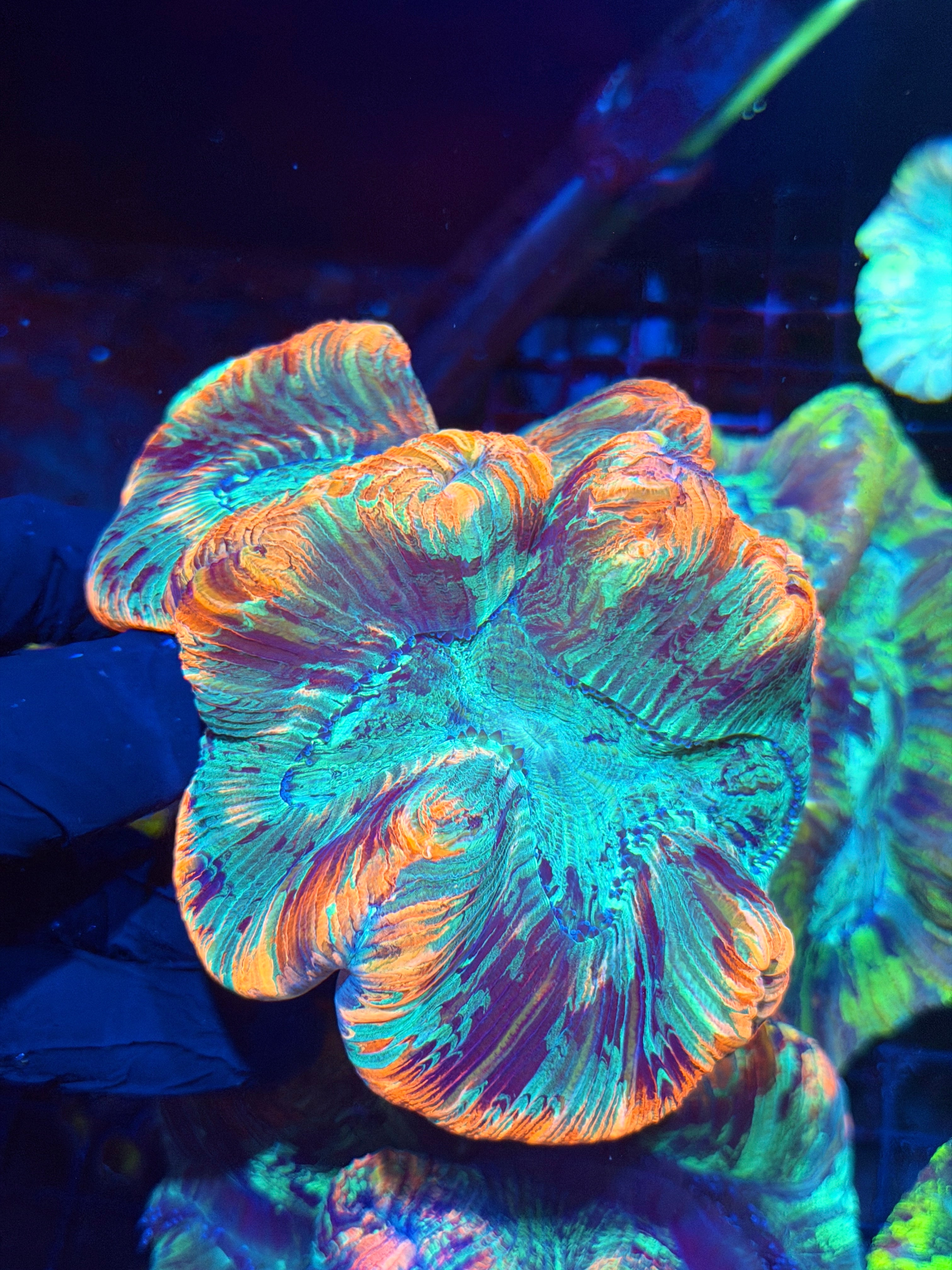 Striped Multicolor Trachyphyllia Meat Coral XXL