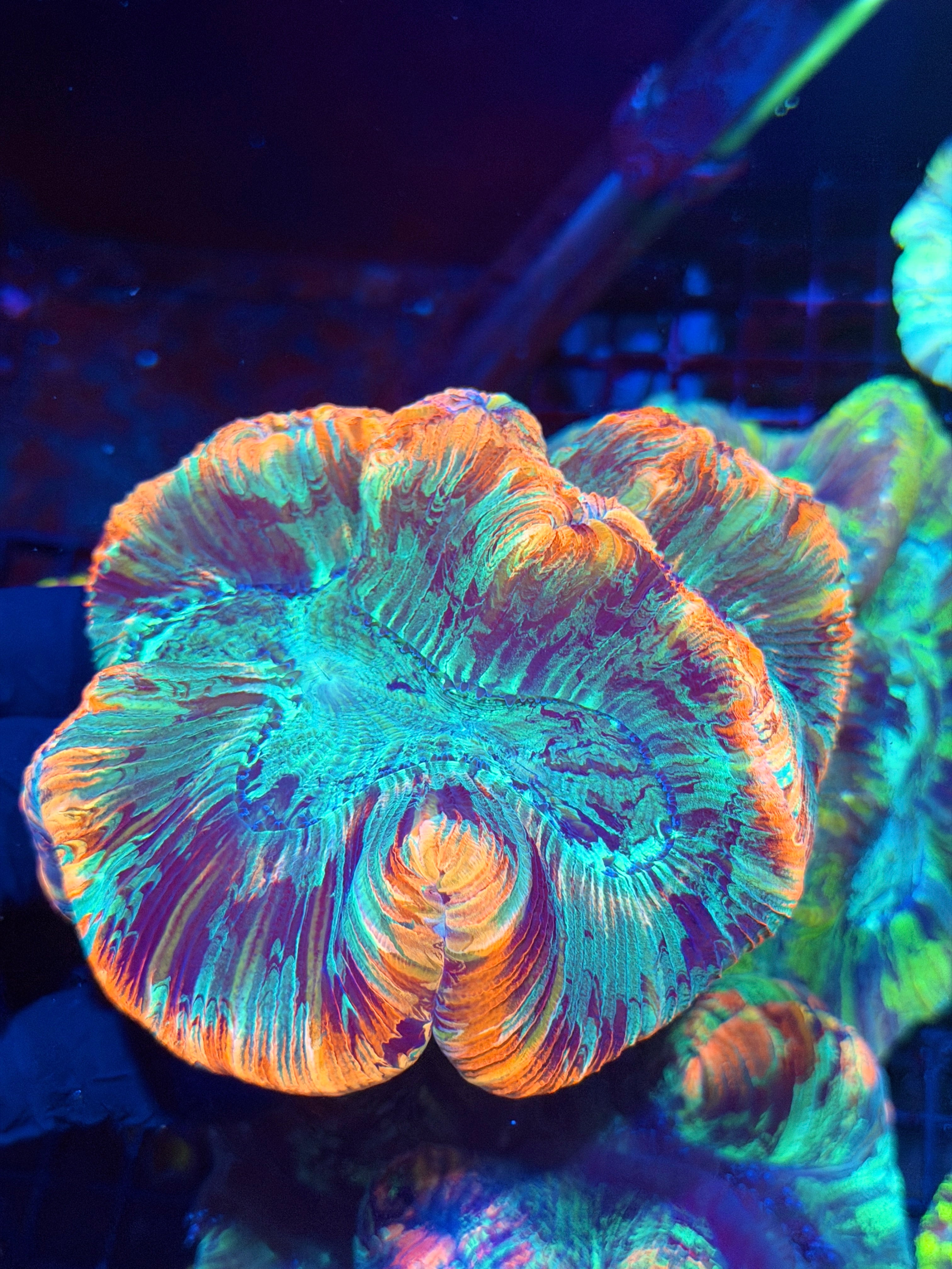 Striped Multicolor Trachyphyllia Meat Coral XXL