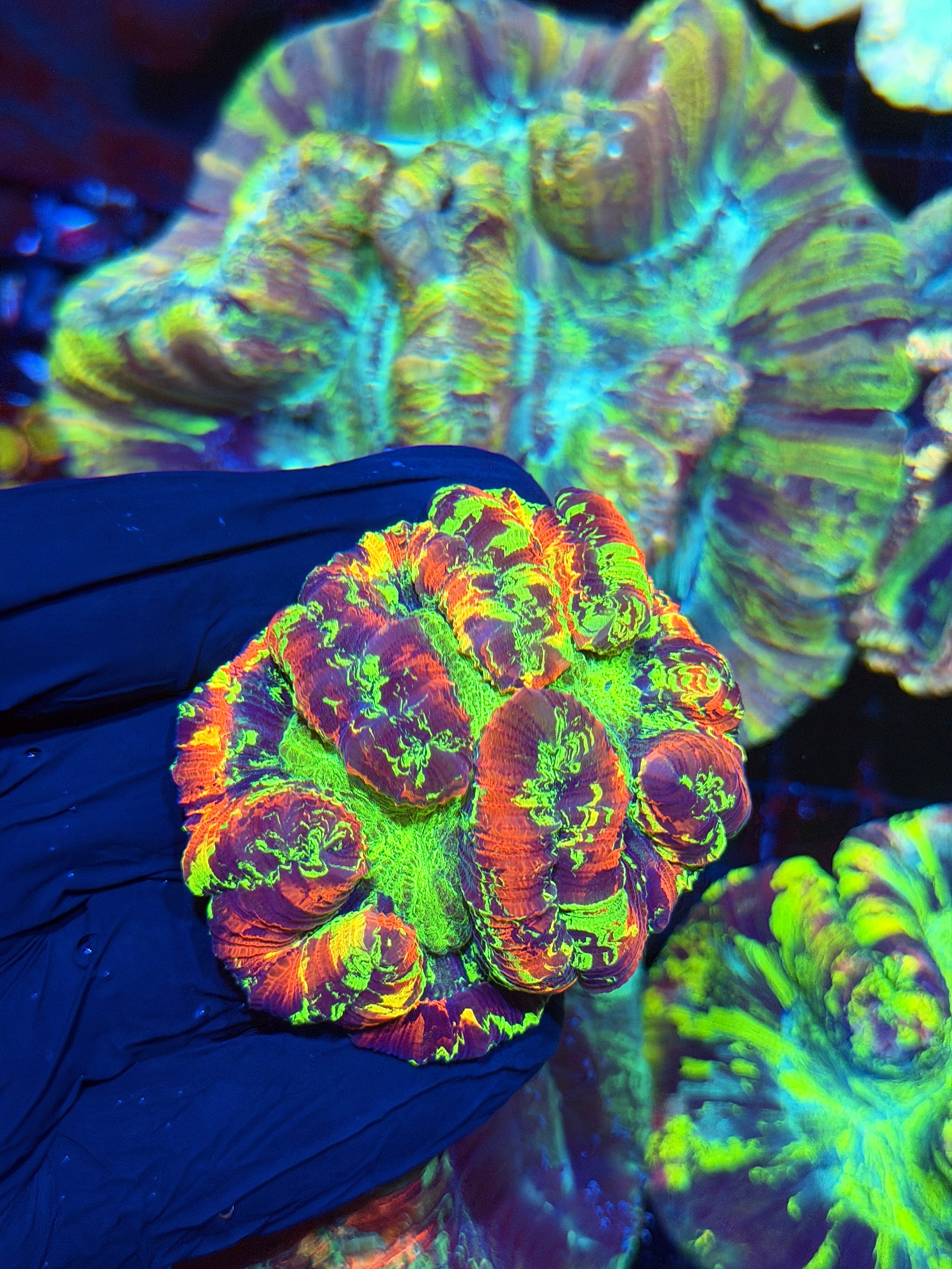 Bright Toxic Splatter Trachyphyllia Meat Coral