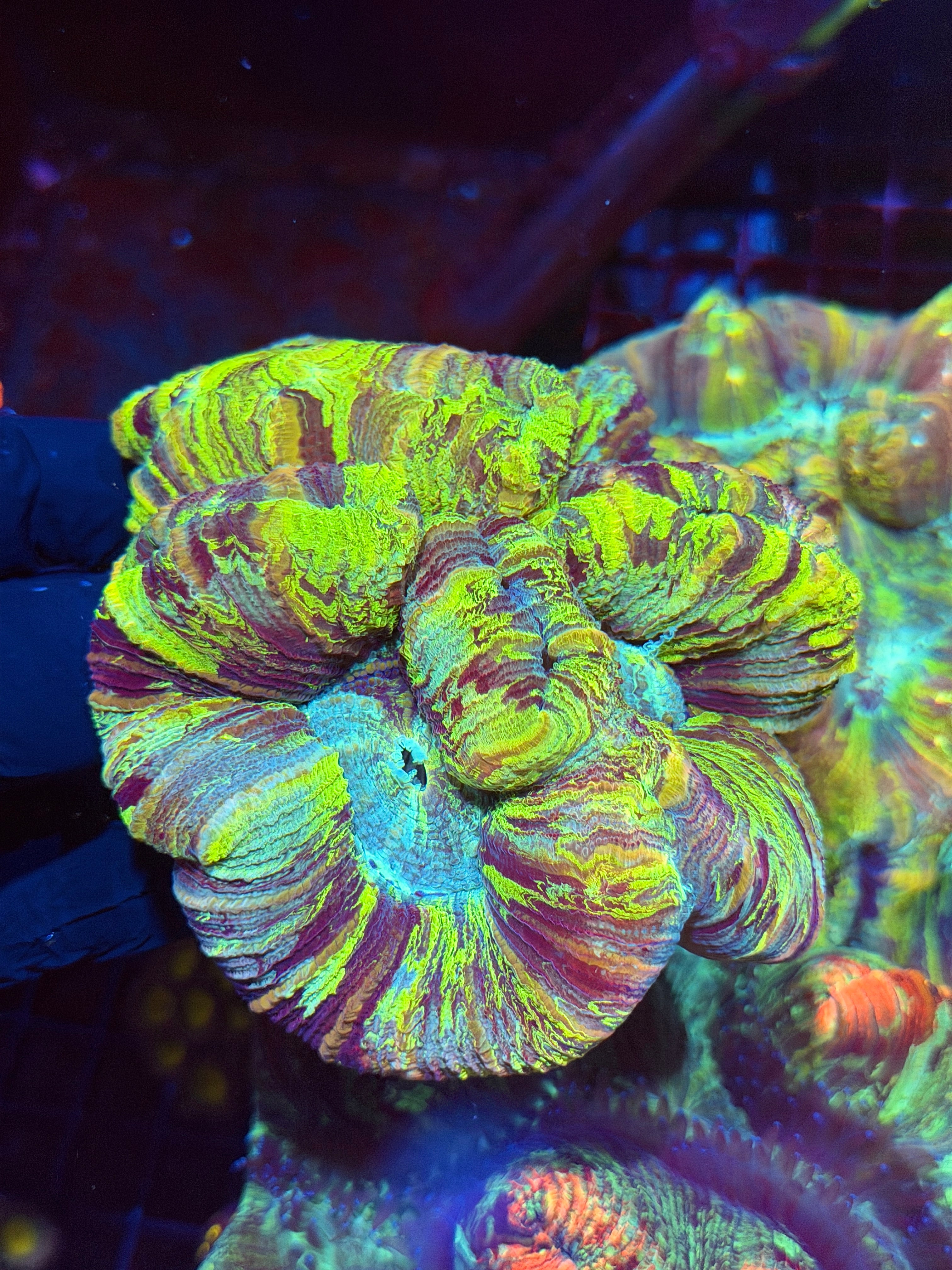 Toxic Rainbow Trachyphyllia Meat Coral XXL Show Piece