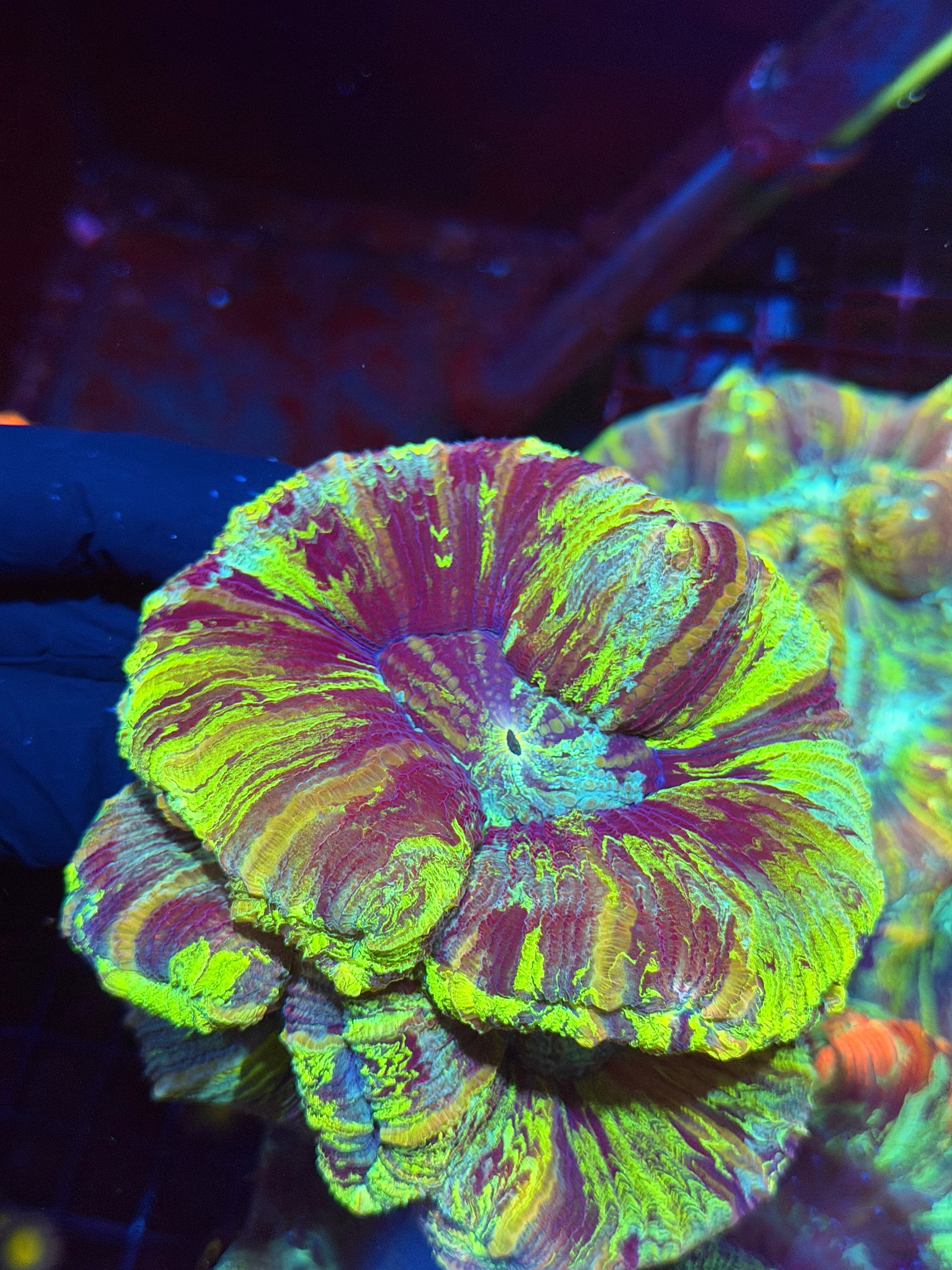 Toxic Rainbow Trachyphyllia Meat Coral XXL Show Piece