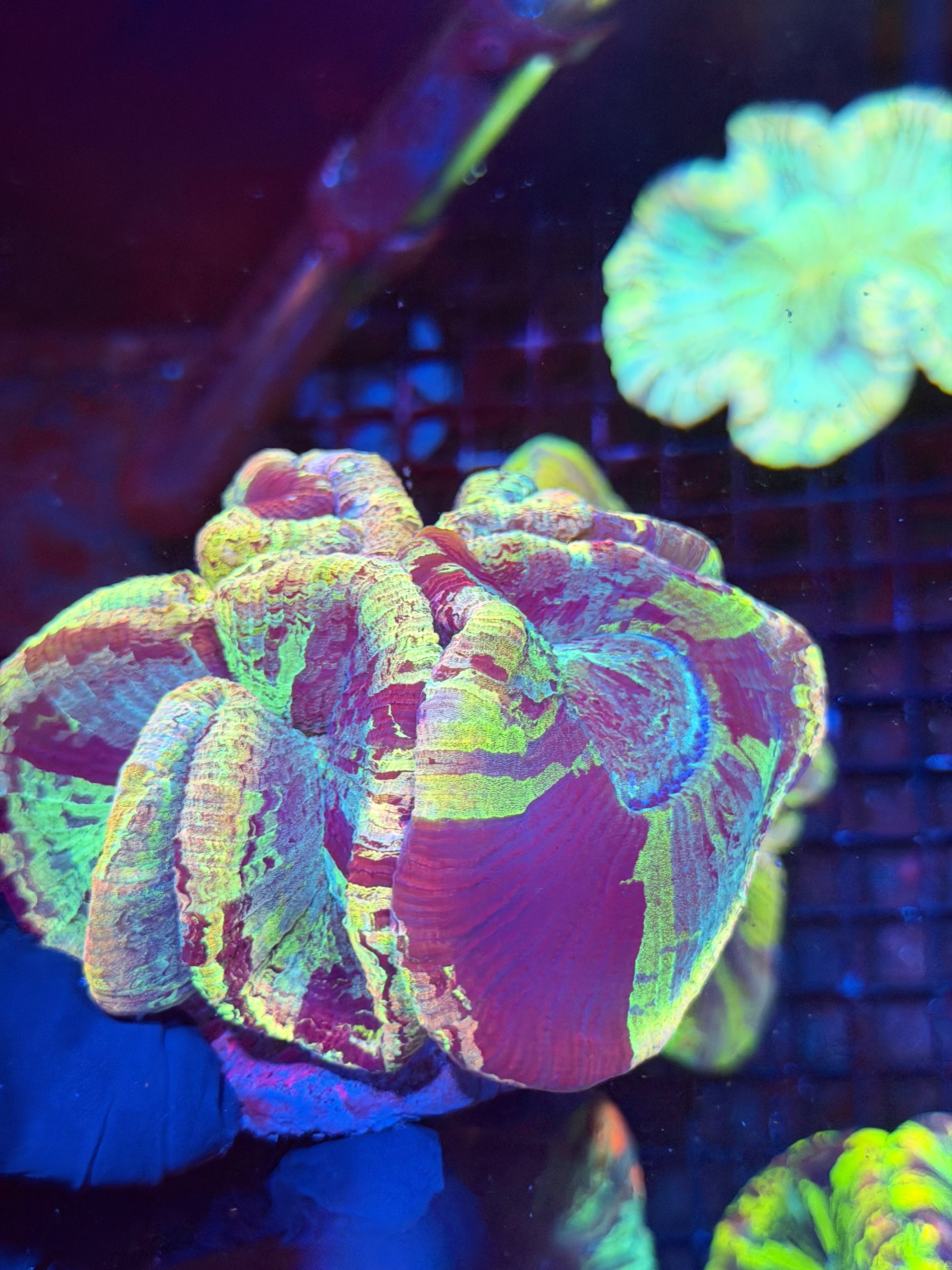 Rainbow Tie Dye Trachyphylia Meat Coral XL