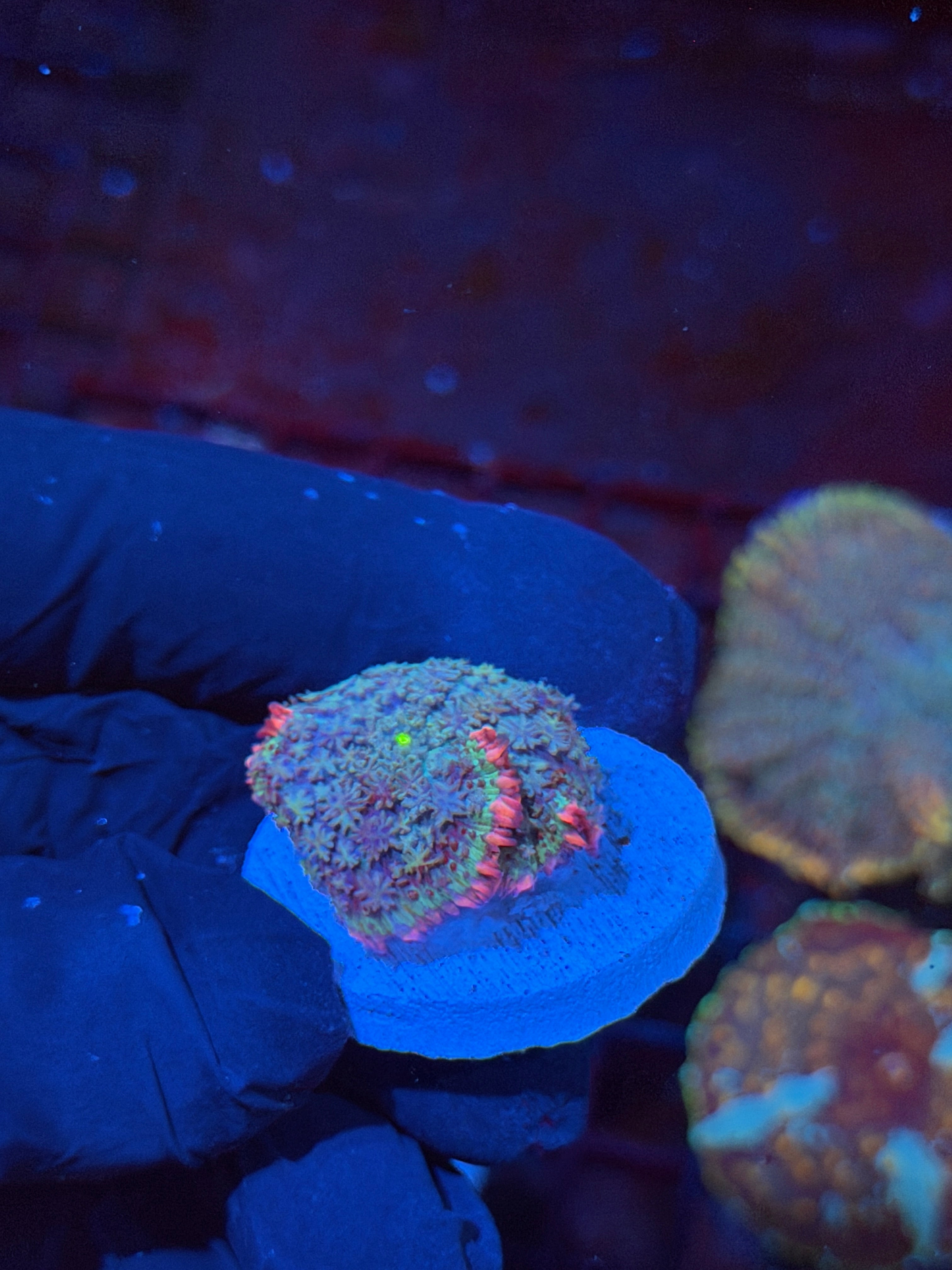 JEA Frankenstein Mushroom Coral