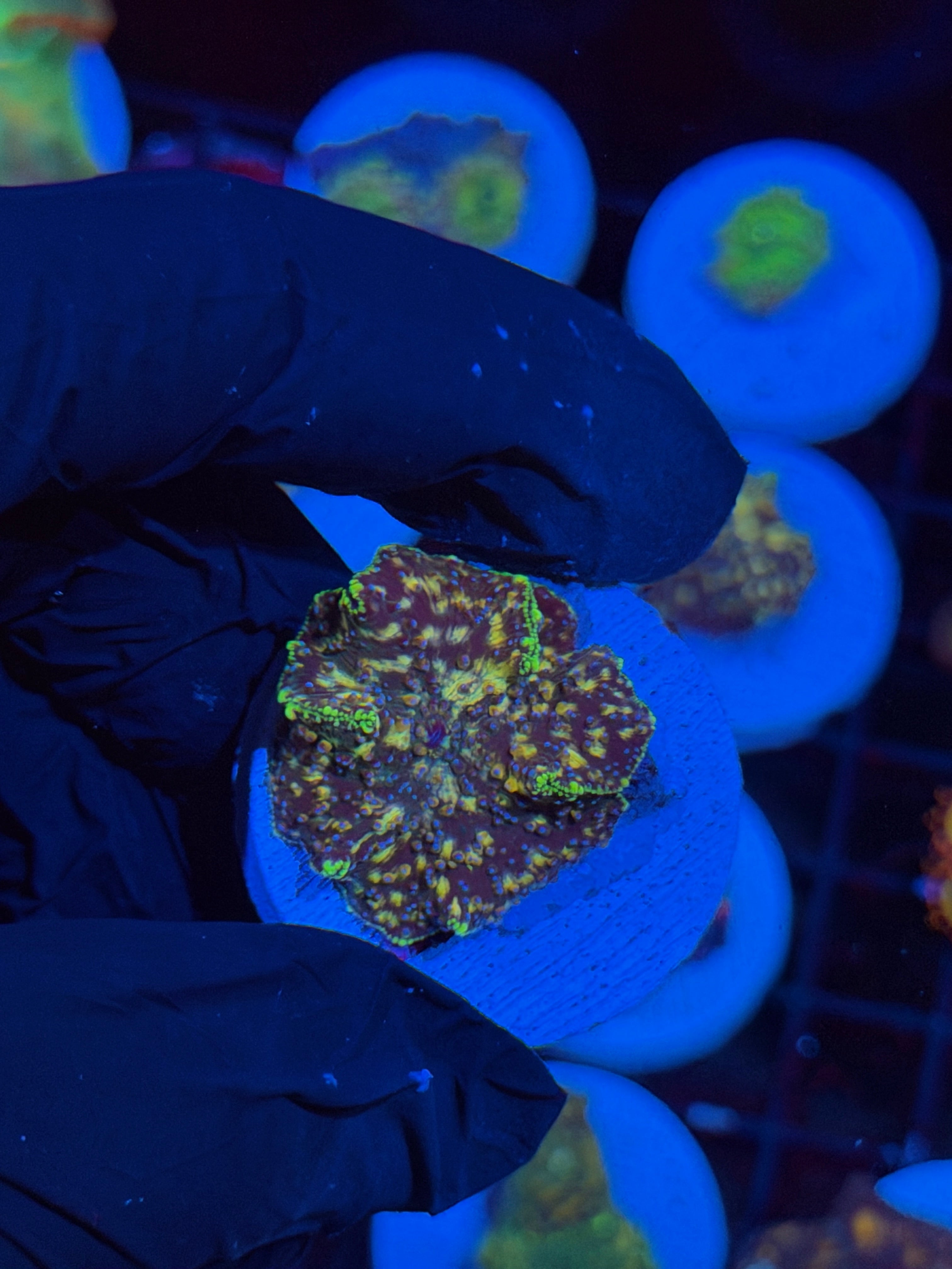 JEA Demogorgon Jawbreaker Mushroom Coral XL