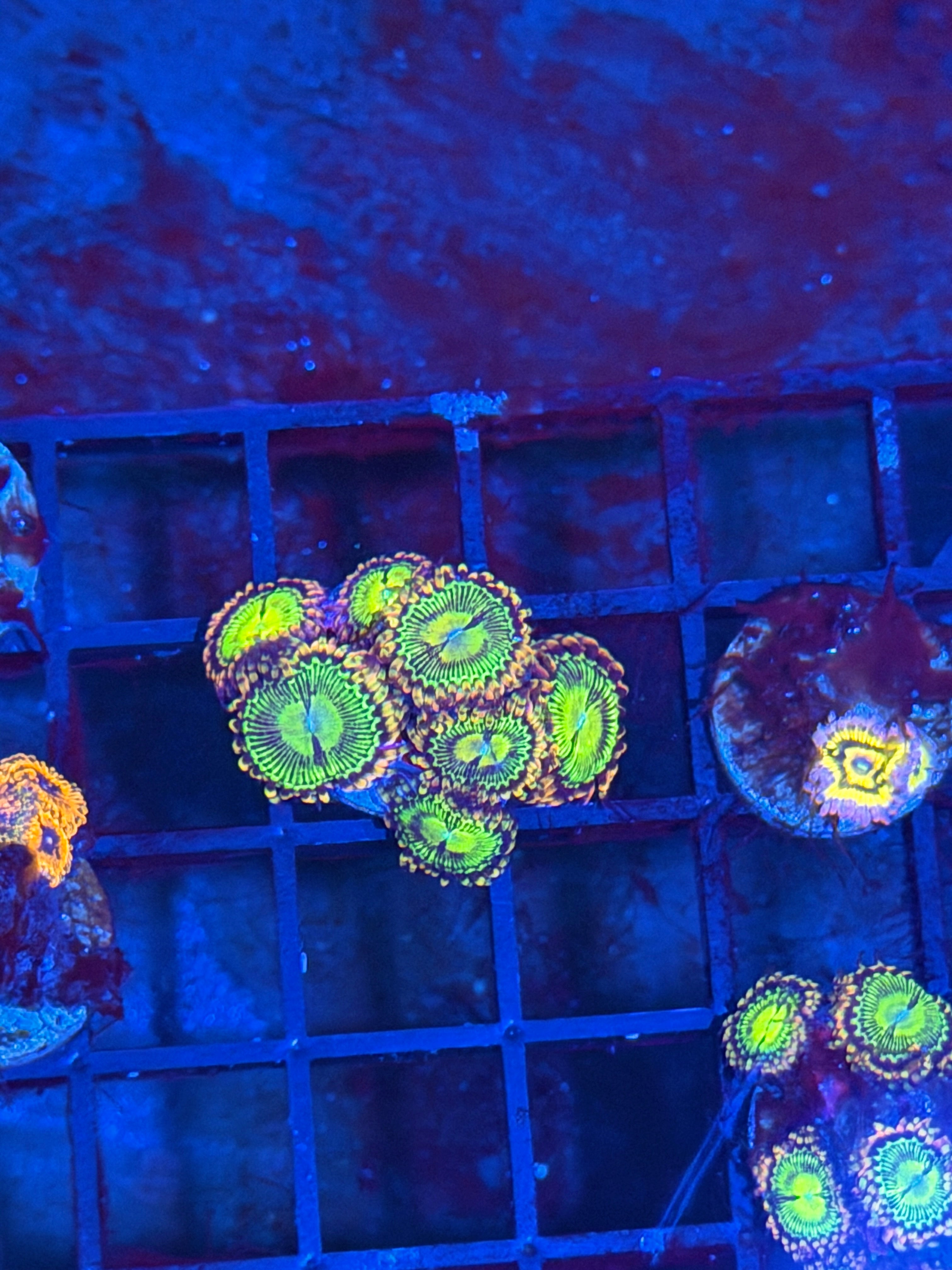 JEA Buttkisser Zoanthid Coral 7 Polyps XL