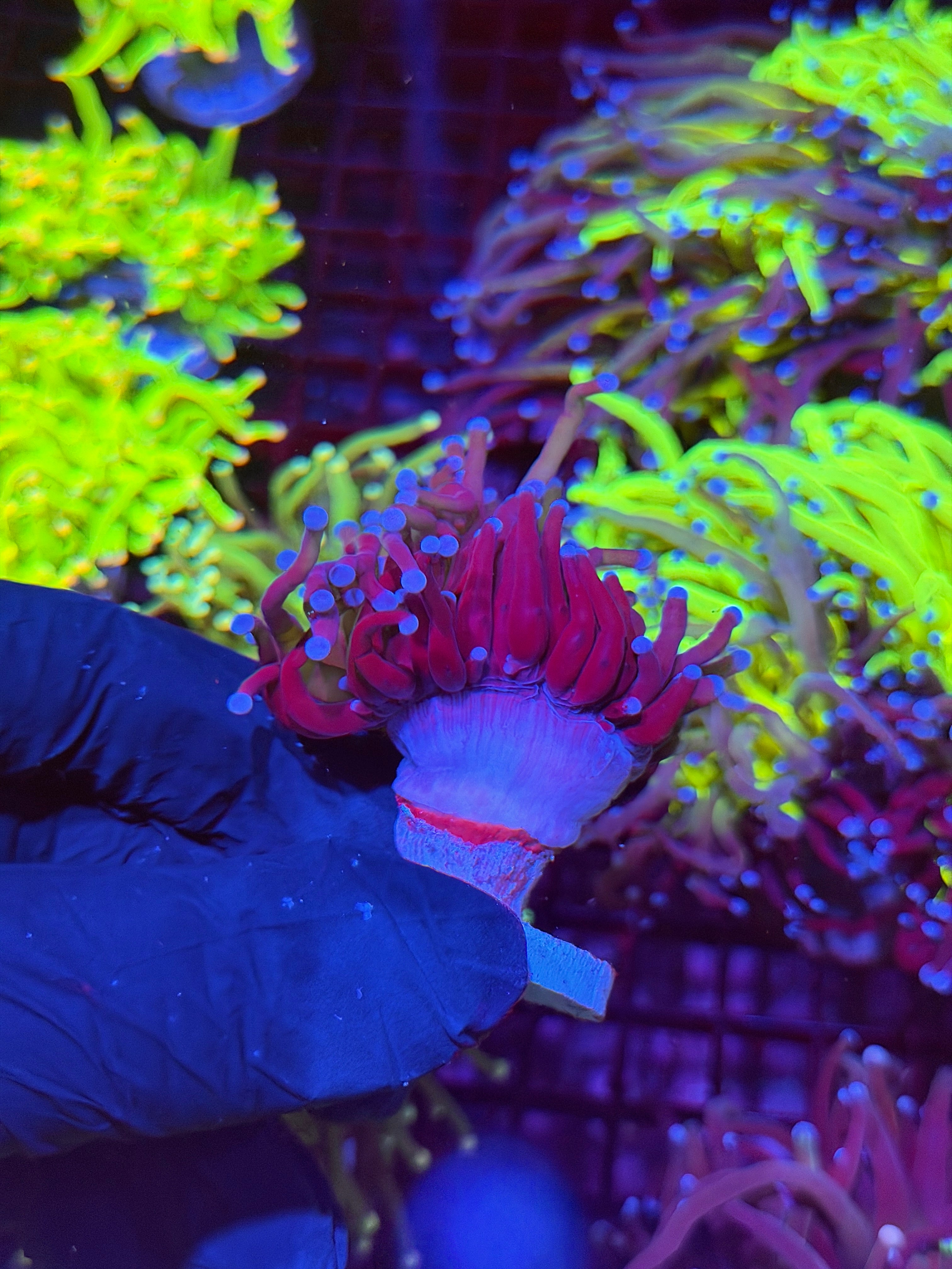 JEA Death Star Grail Torch Coral ( From Grafted HG Colony)