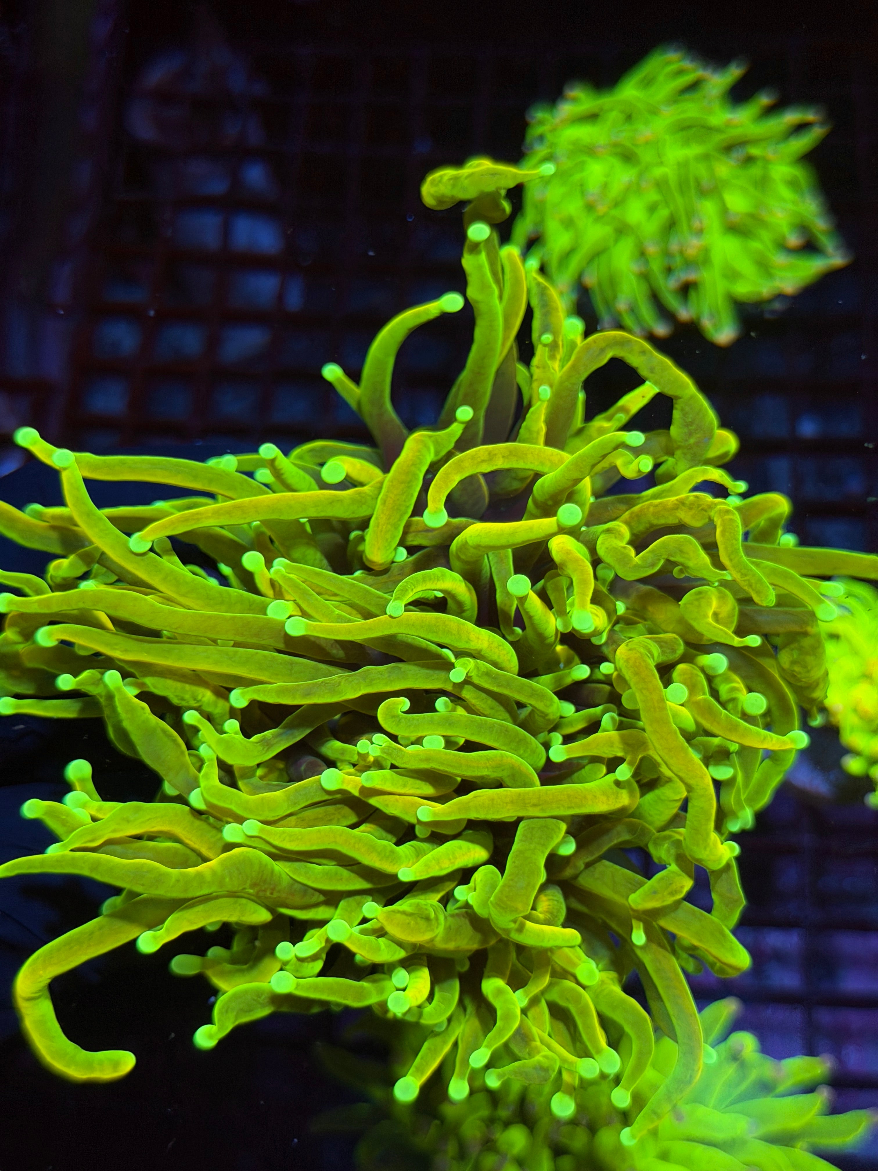 JEA Hellfire Torch Coral 3 Heads Splitting XXXL Show Piece