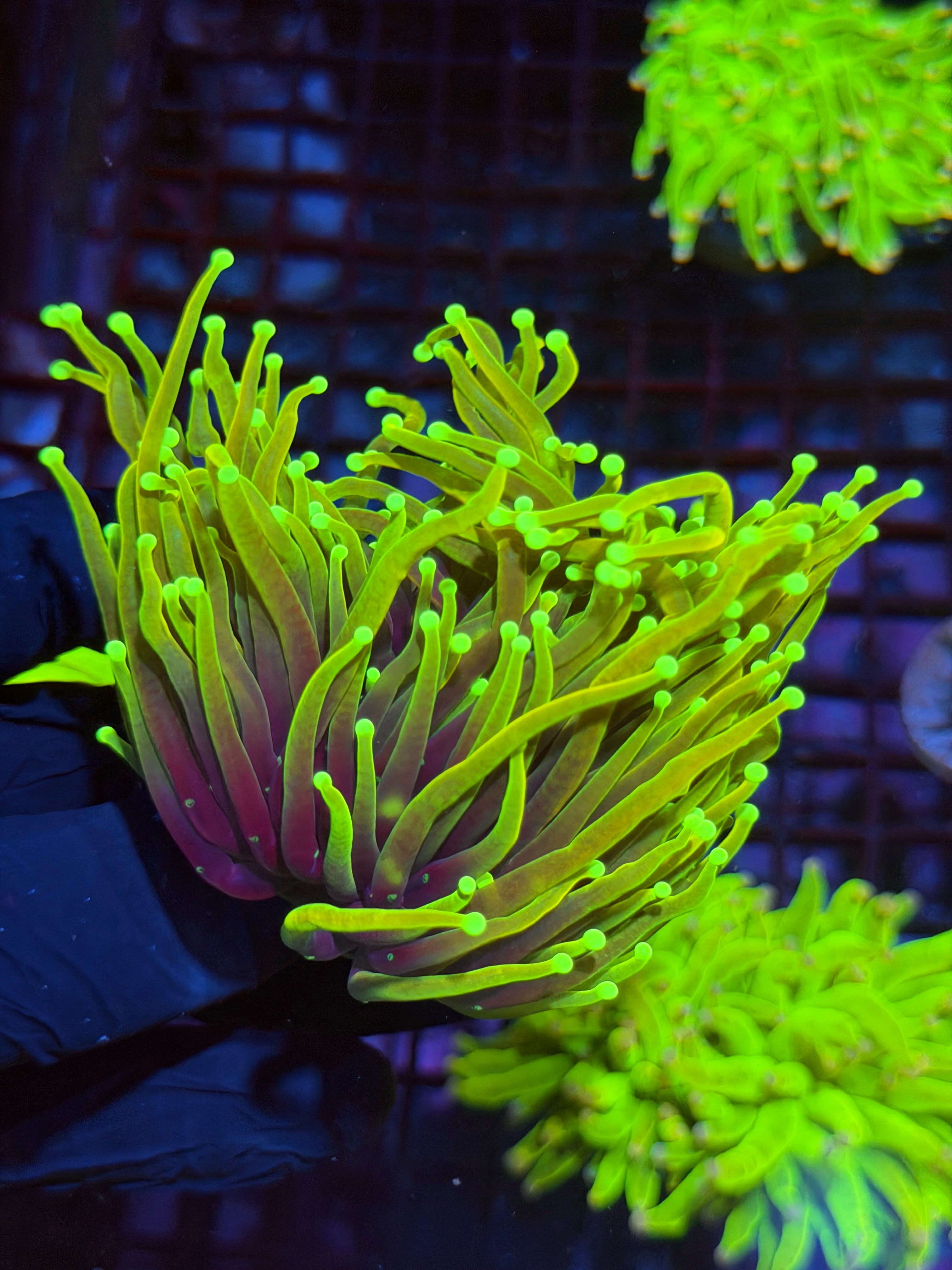 JEA Hellfire Torch Coral 1 Head Splitting XXL