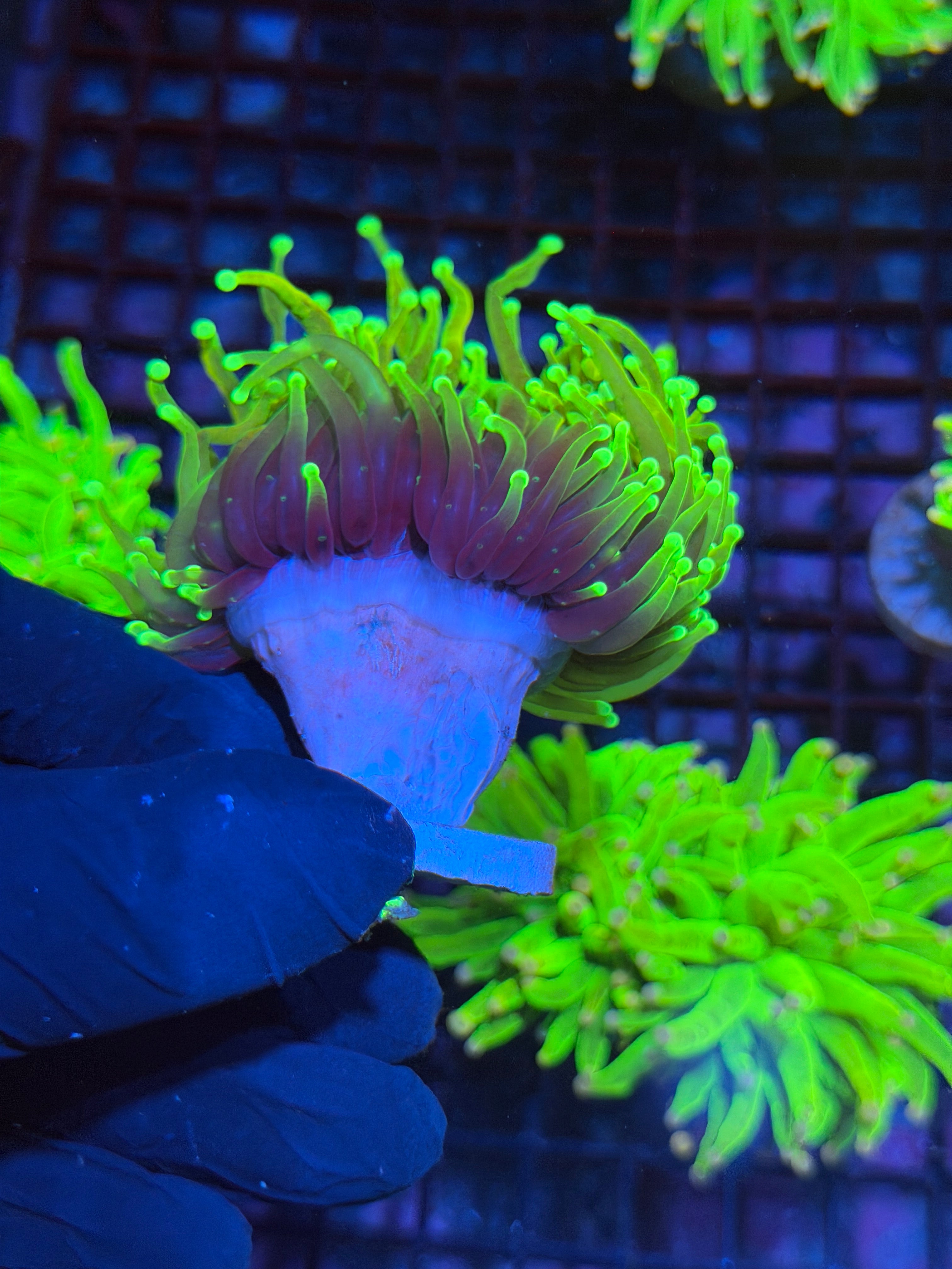 JEA Hellfire Torch Coral 1 Head Splitting XXL