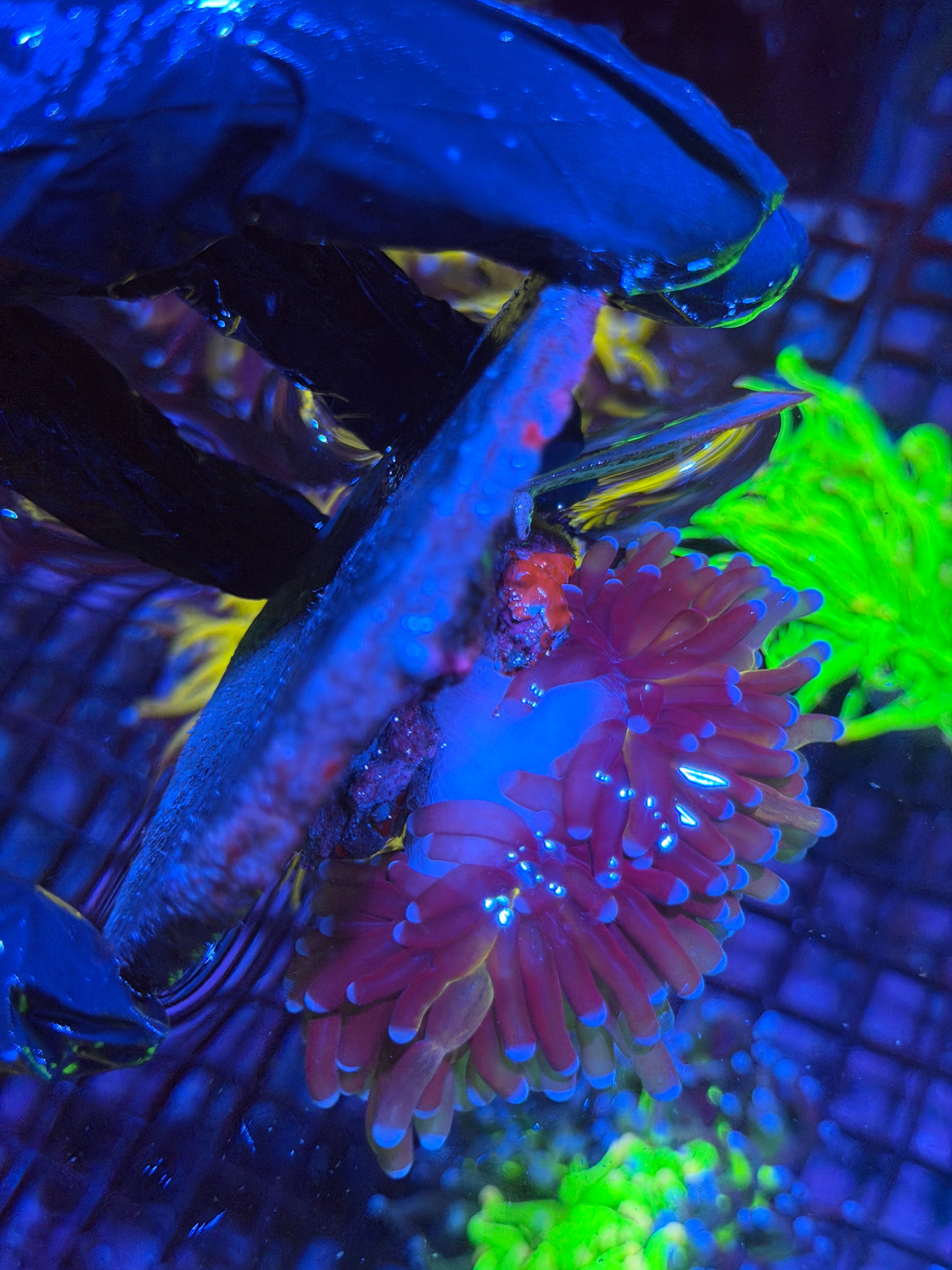 JEA Grafted Orange Tiger Torch Coral 2 Heads Splitting *Flesh Down To Base*
