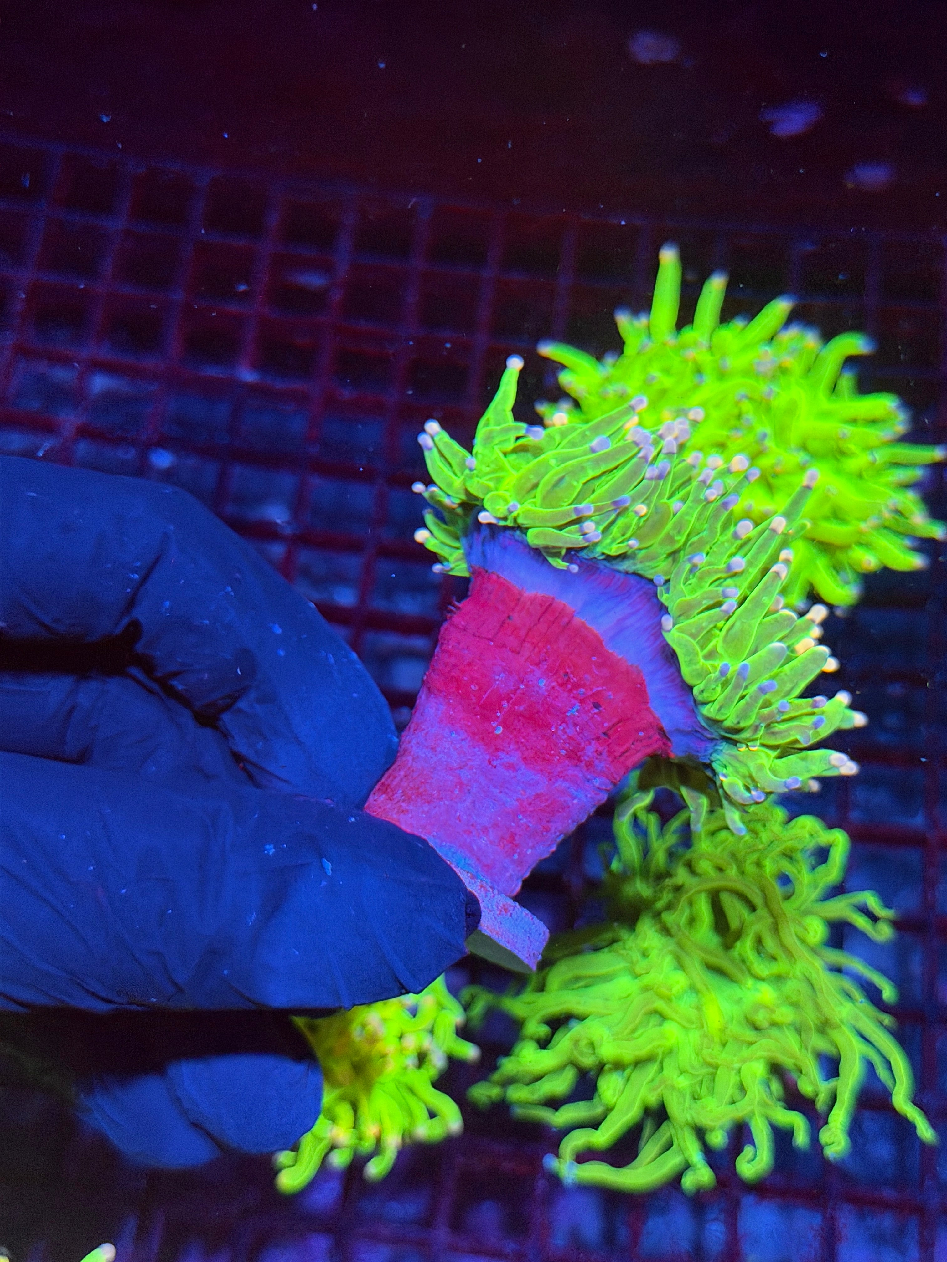 JEA Cotton Candy Torch Coral 2 Heads Splitting XXL BRIGHT