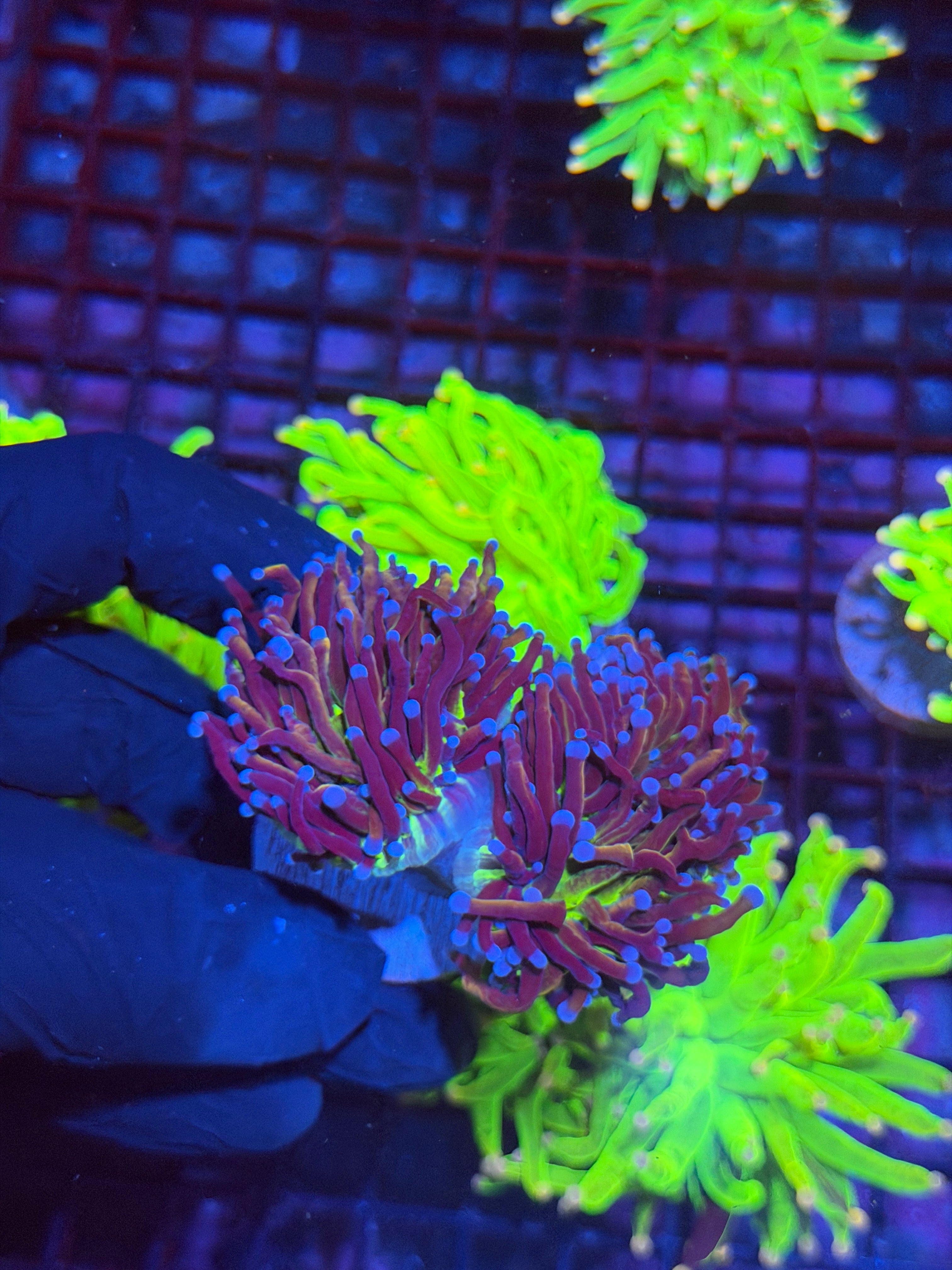 JEA Dragon God Torch Coral 2 Heads XXL Show Size BRIGHT