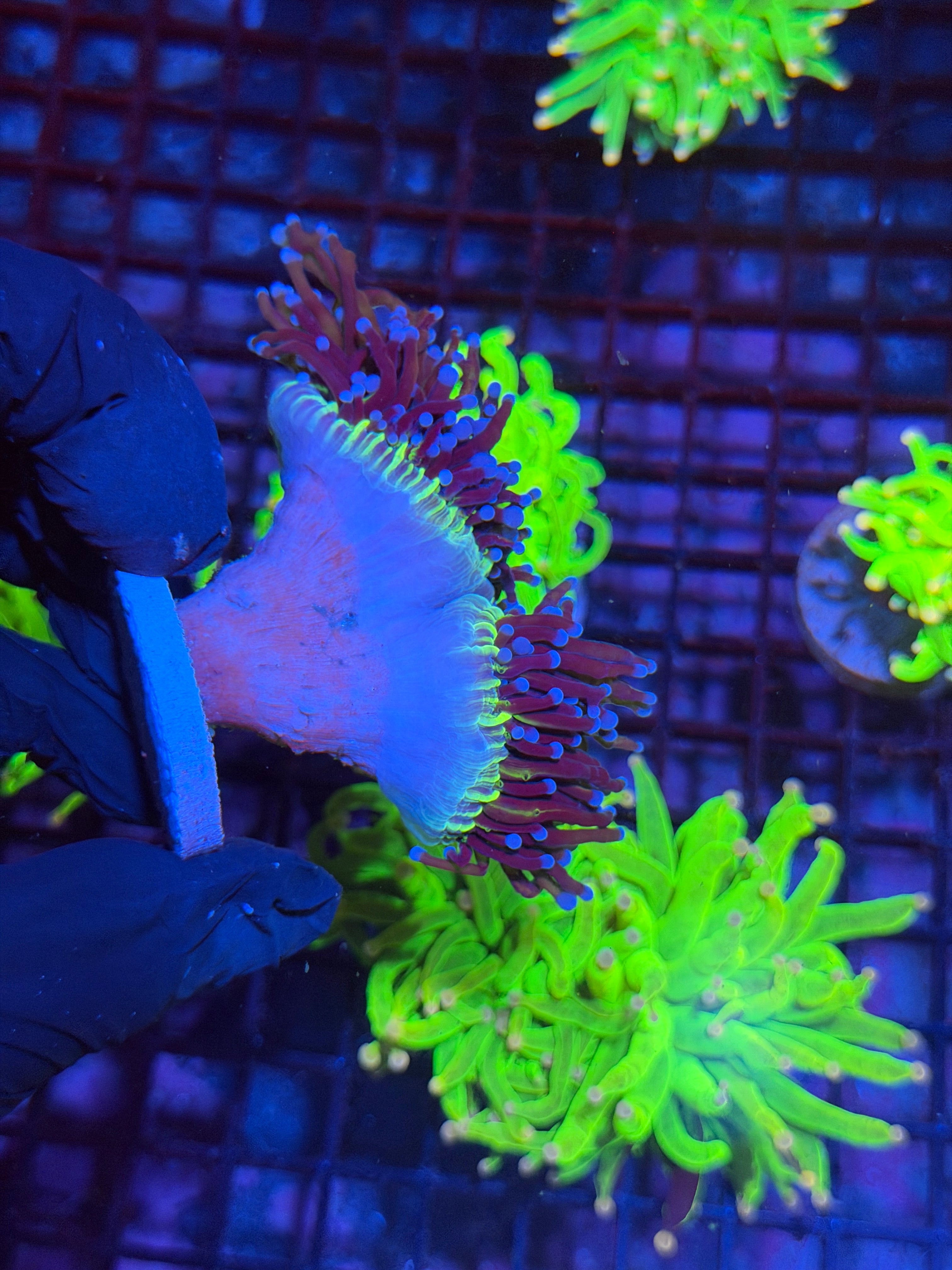 JEA Dragon God Torch Coral 2 Heads XXL Show Size BRIGHT