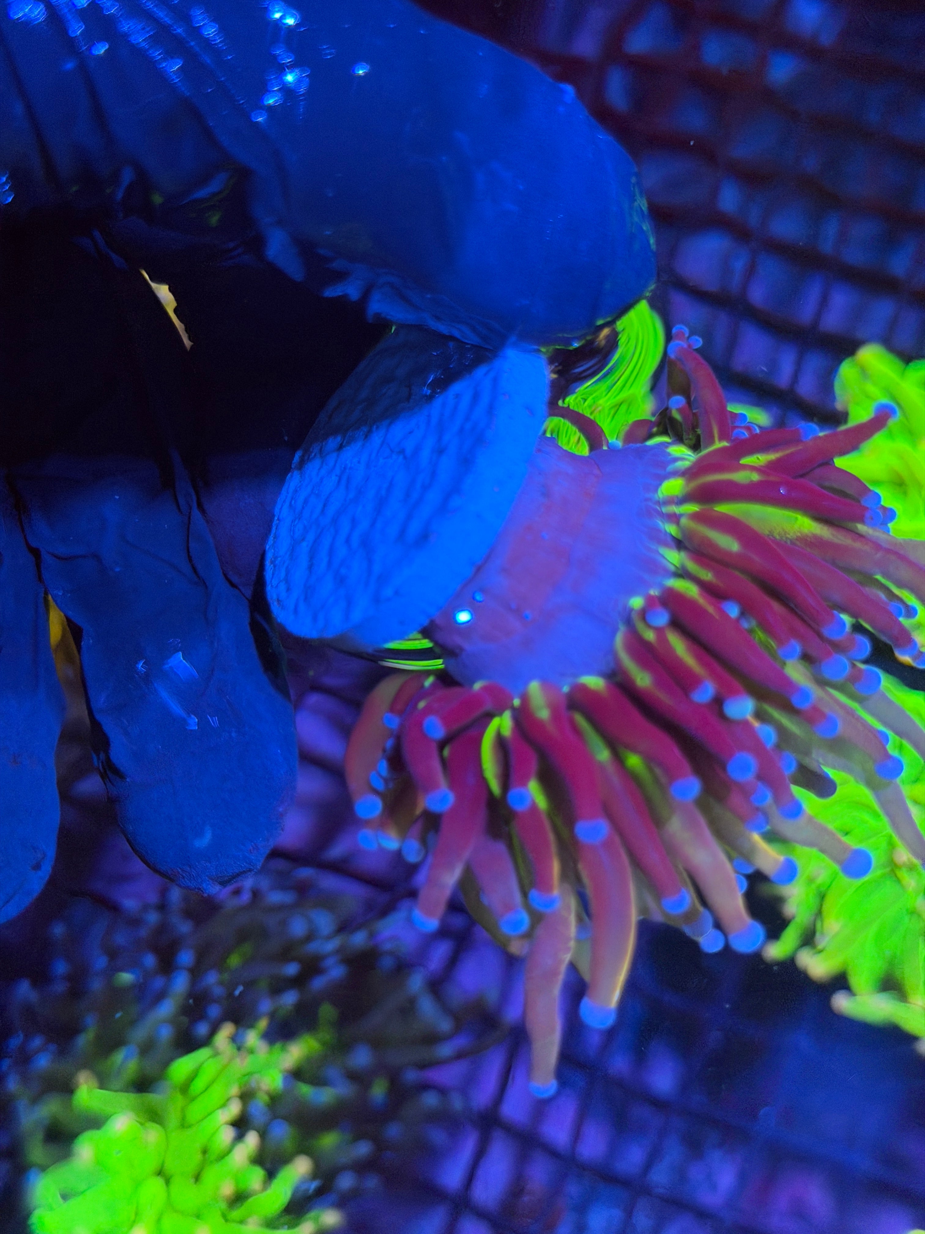 JEA Dragon God Torch Coral 1 XL Head Splitting