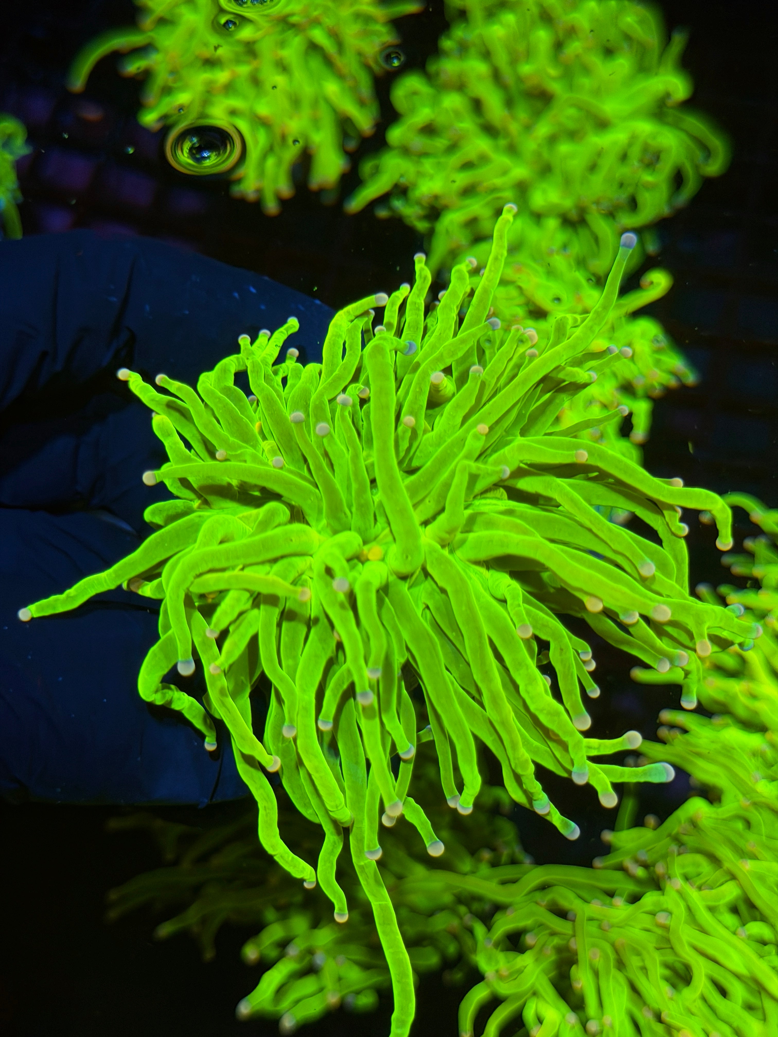 JEA Sweet Tarts Holy Grail Torch Coral 2 Heads Splitting XL