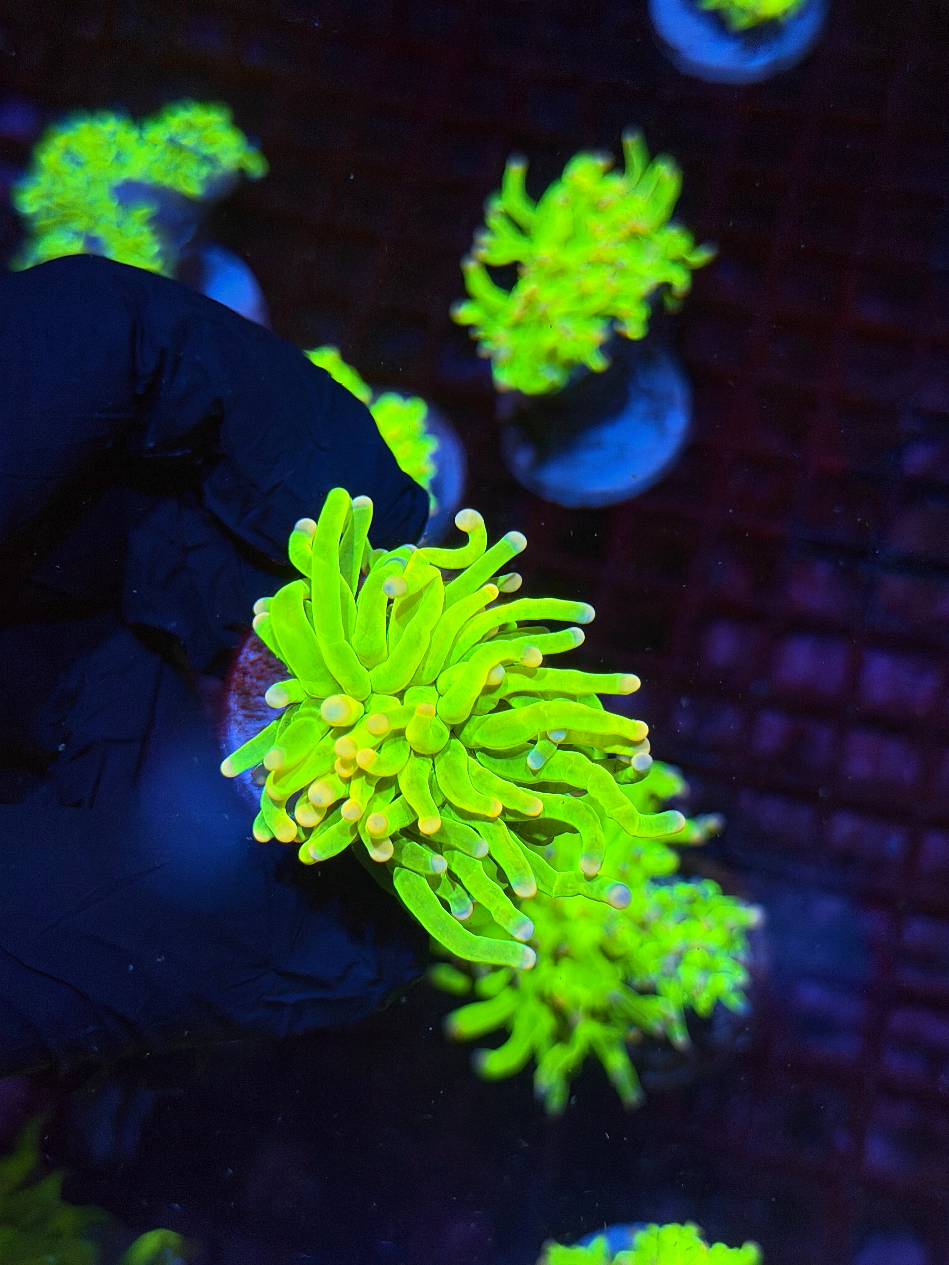 JEA Sweet Tarts Holy Grail Torch Coral 1 Head XL 8/28
