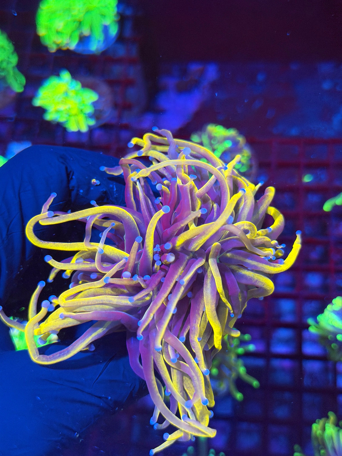 Jay's Exotic Corals
