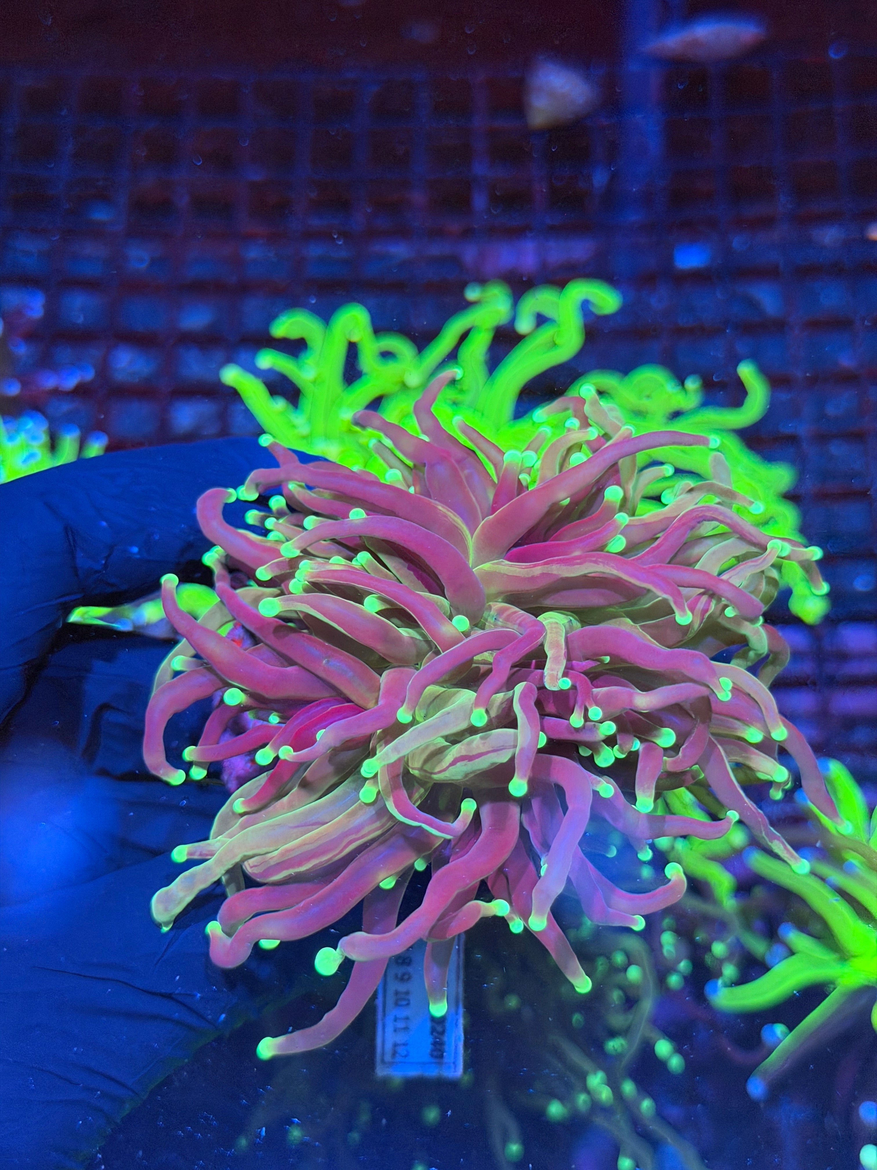 JEA Grafted Master Torch Coral 1 XXL Head Splitting Show Piece 8/29