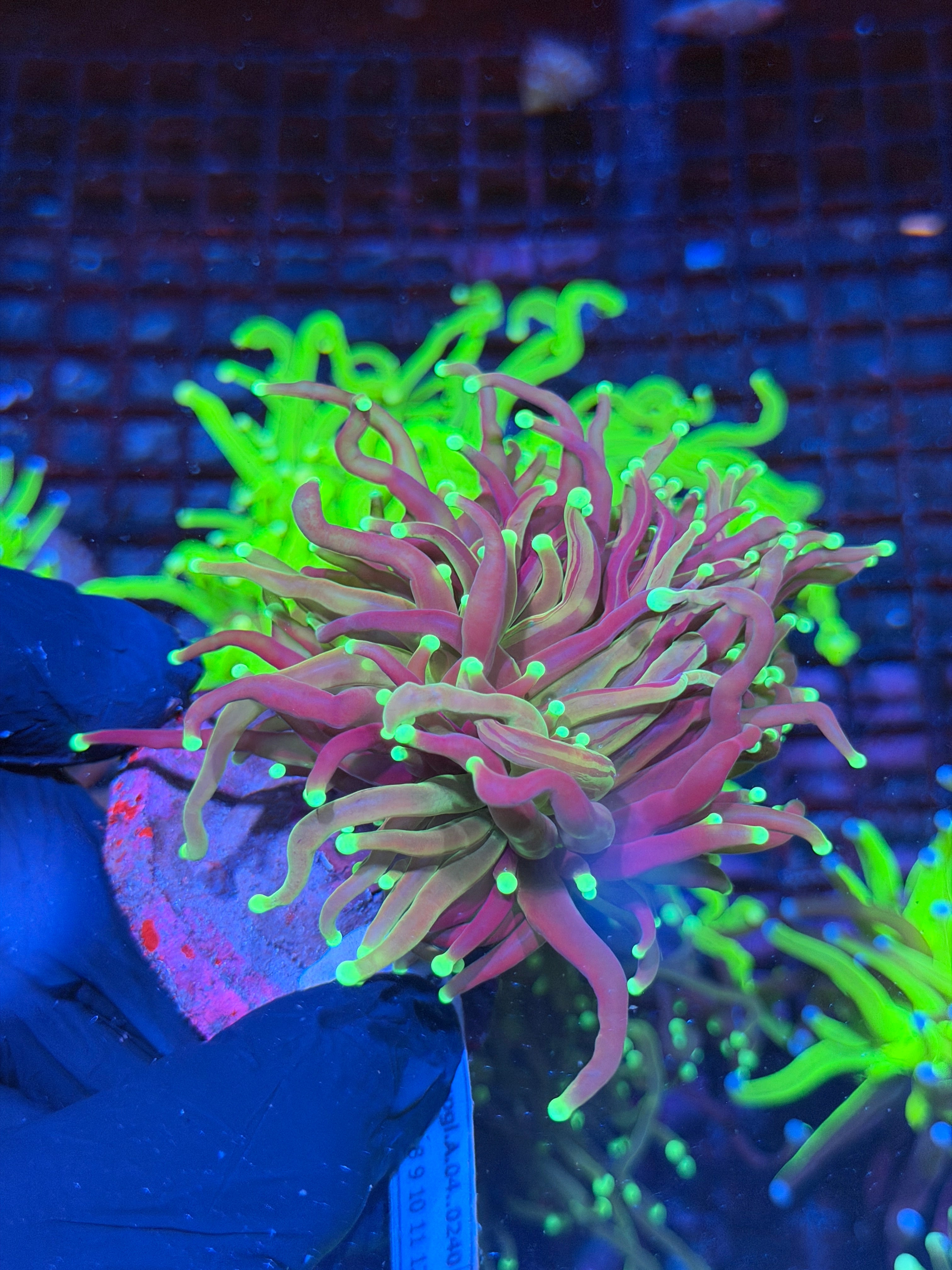 JEA Grafted Master Torch Coral 1 XXL Head Splitting Show Piece 8/29
