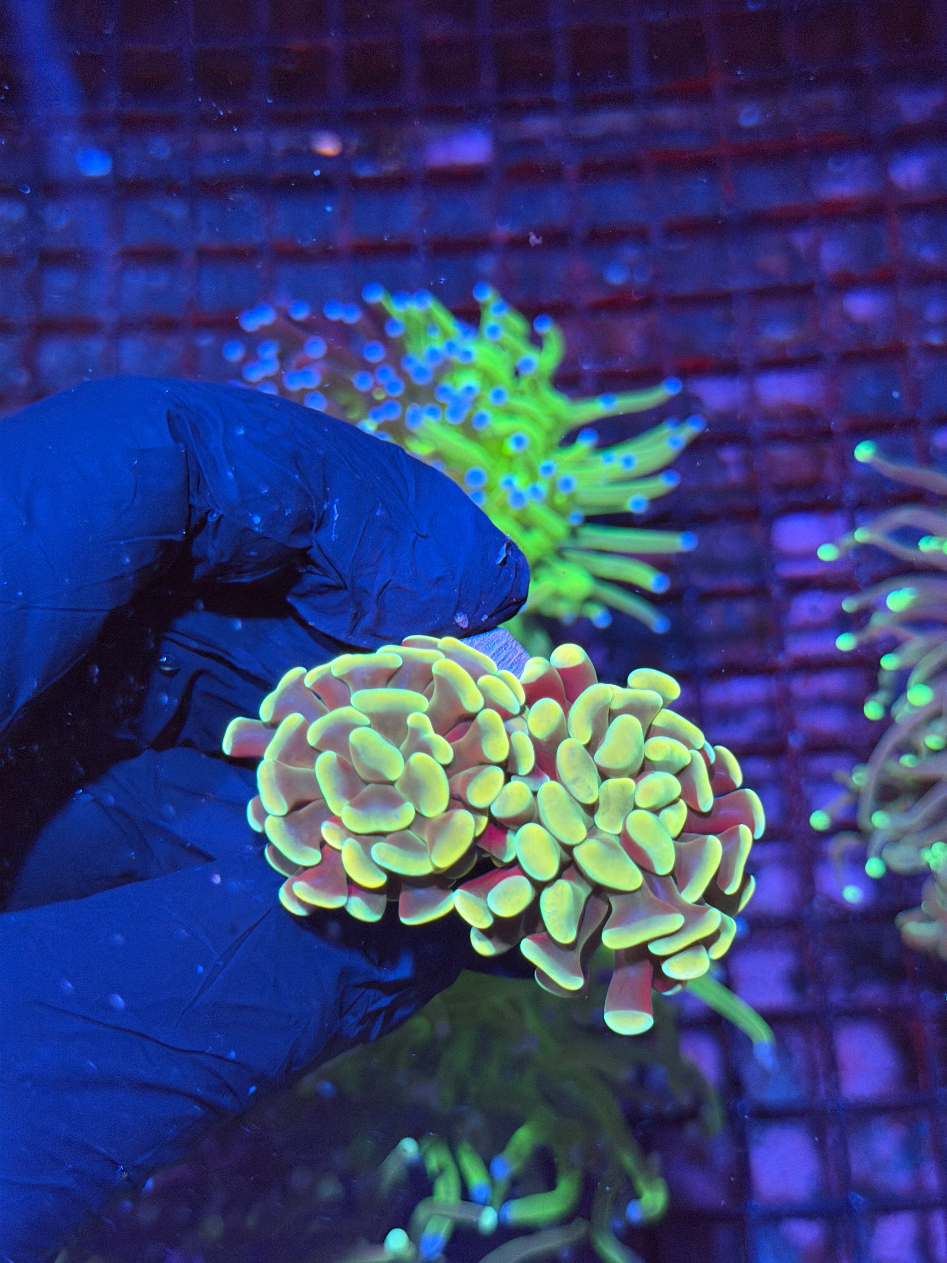 JEA Golden Boy Hammer Coral 2 Heads XL 8/28