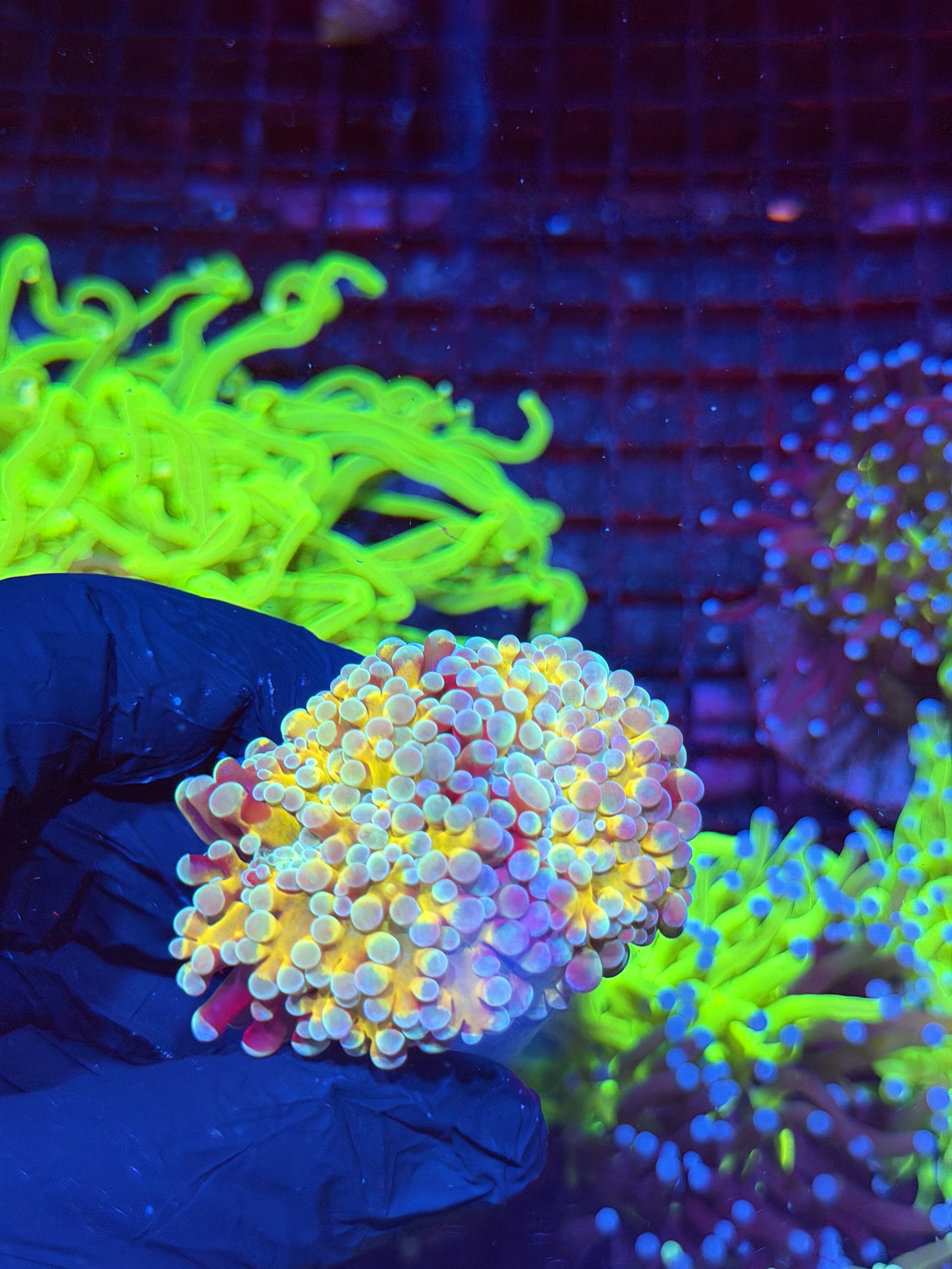 JEA Rainbow Blaster Hammer Coral 2 Heads XL 8/24