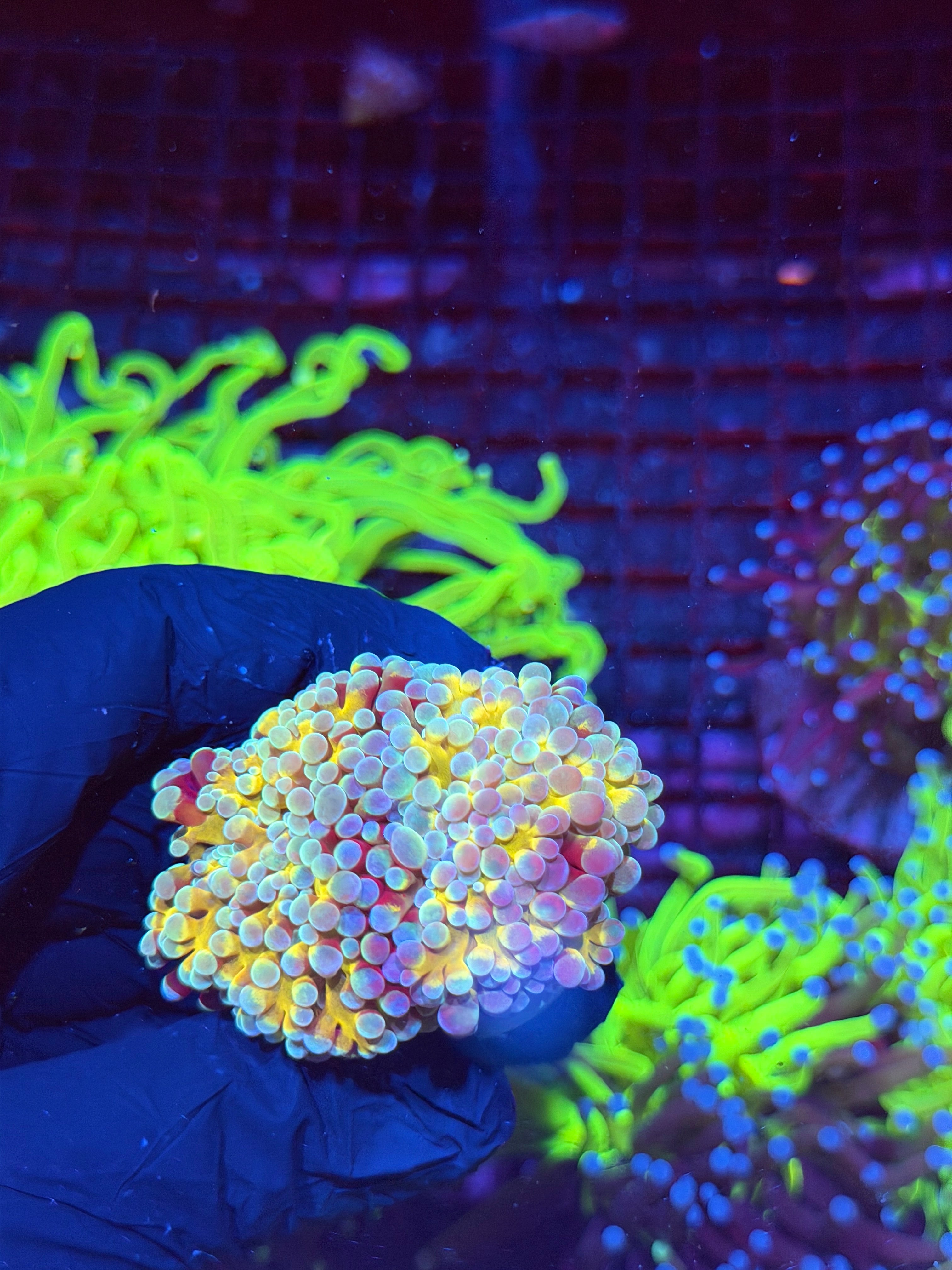 JEA Rainbow Blaster Hammer Coral 2 Heads XL 8/24