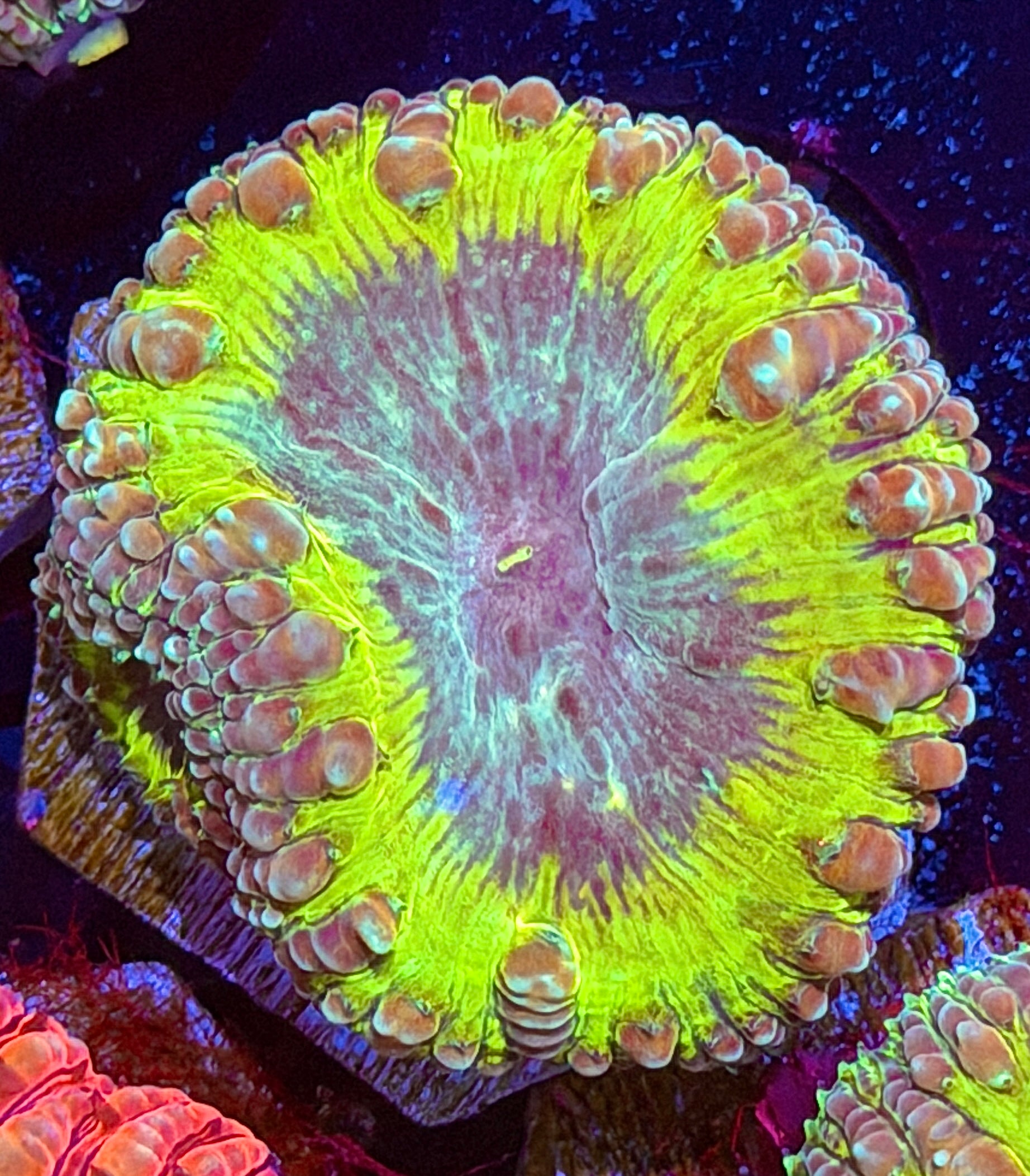 JEA Willy Wonka Blastomussa Coral 2 Heads 8/28
