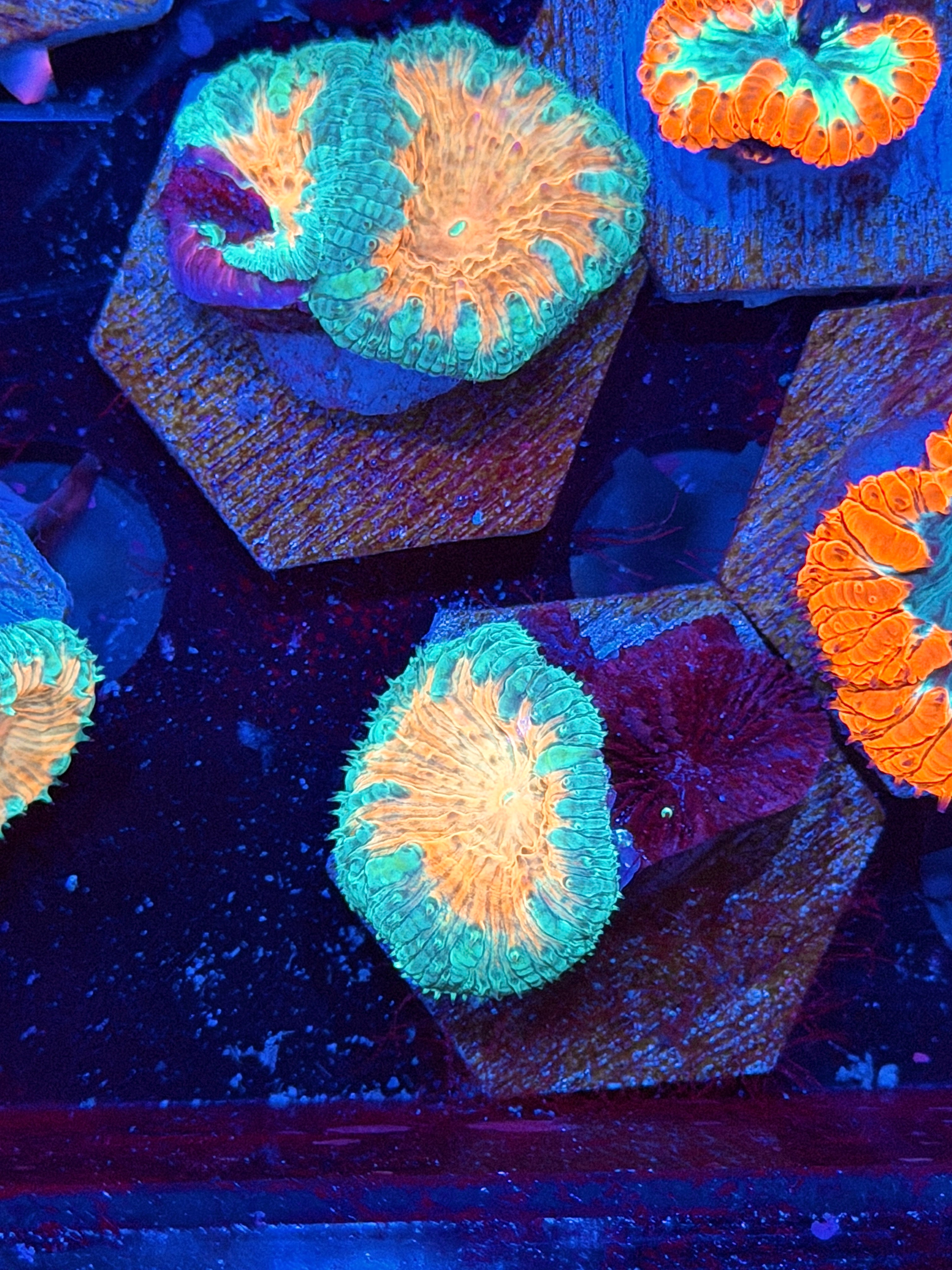 JEA Miami Vice Blastomussa Coral 1 Head 8/24