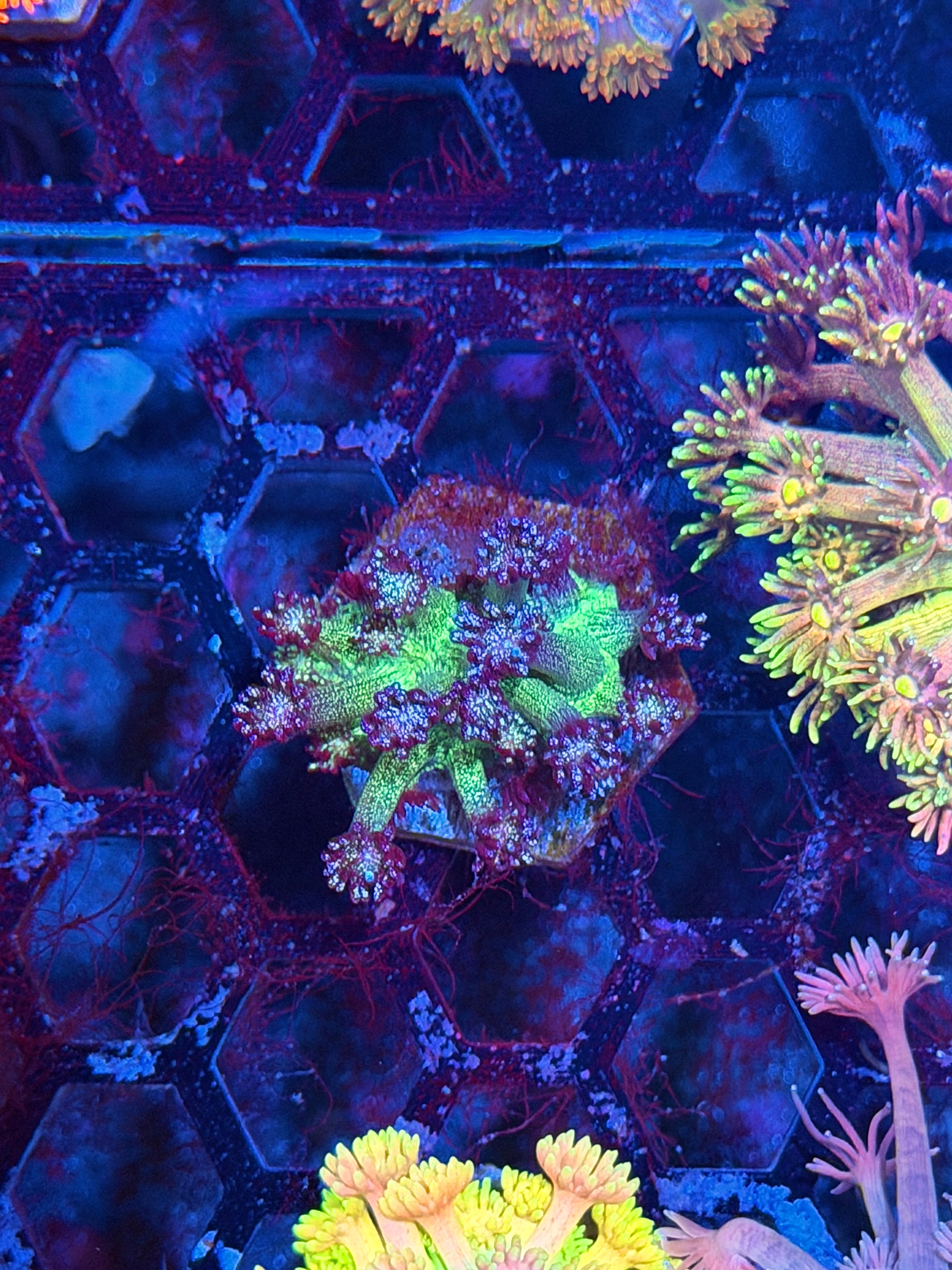 JEA Black Widow Glitter Goniopora Coral 8/28