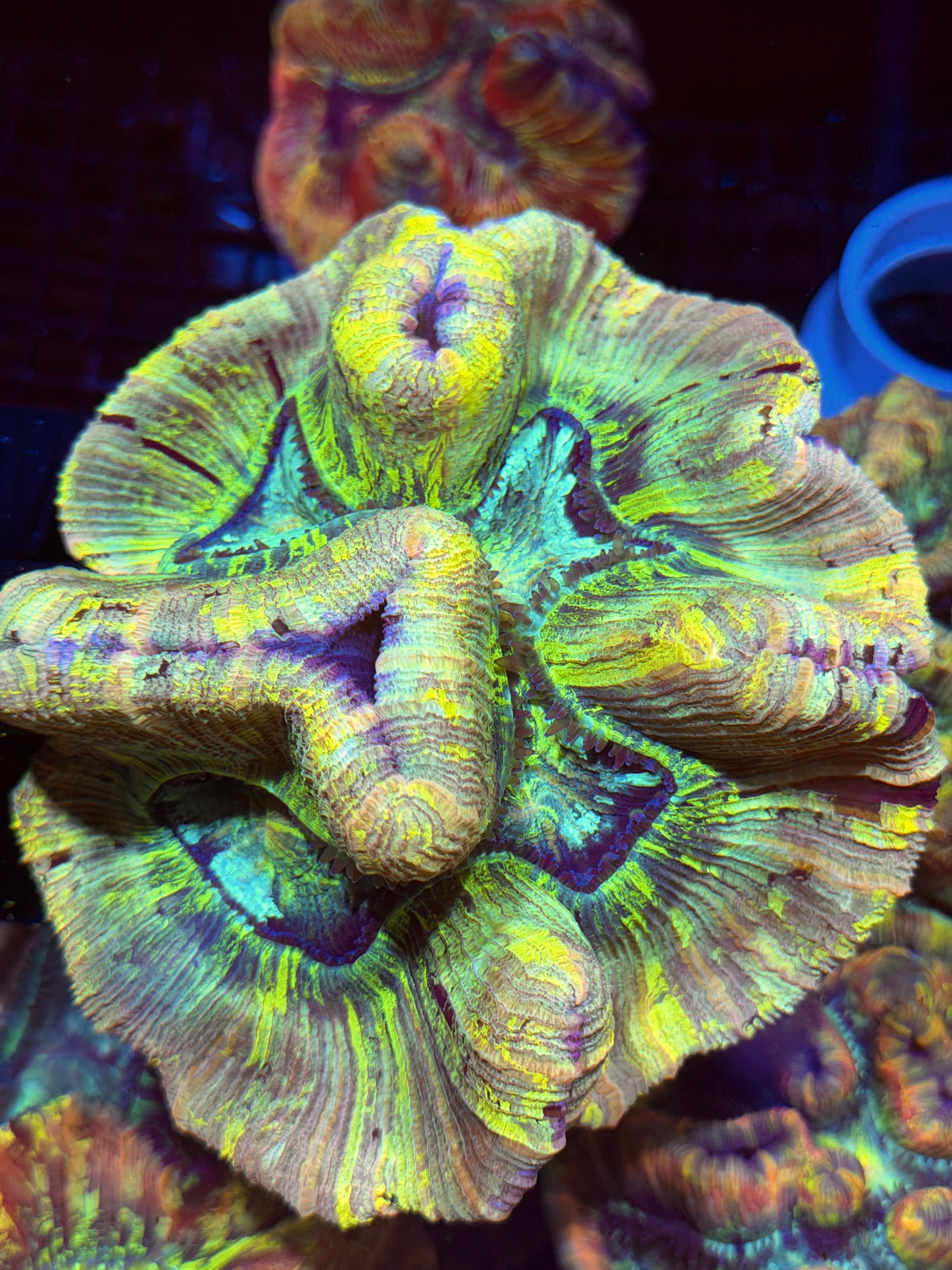 Tie Dye Trachyphyllia Meat Coral XXL Show Piece 8/29