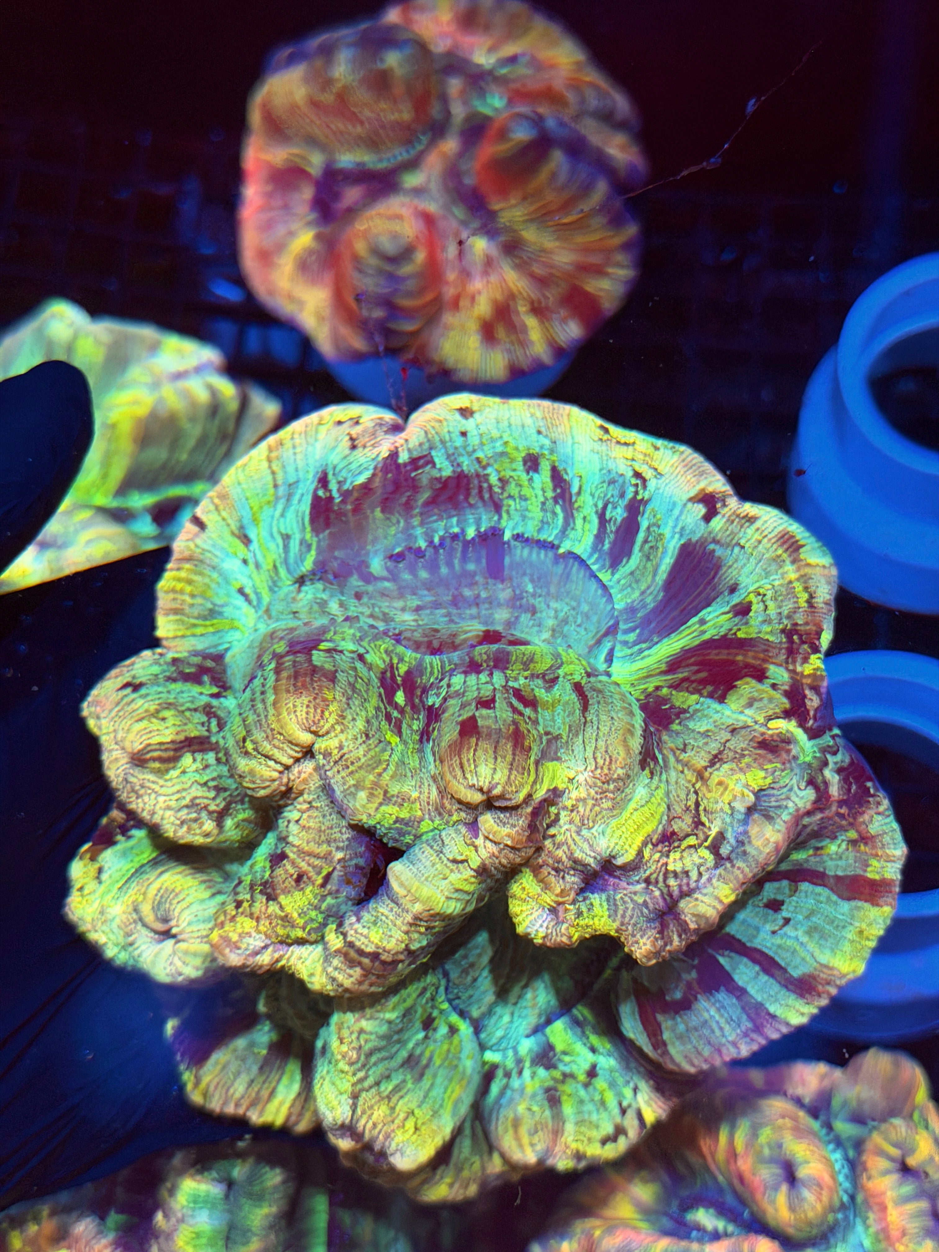 Tie Dye Trachyphyllia Meat Coral XL 8/23