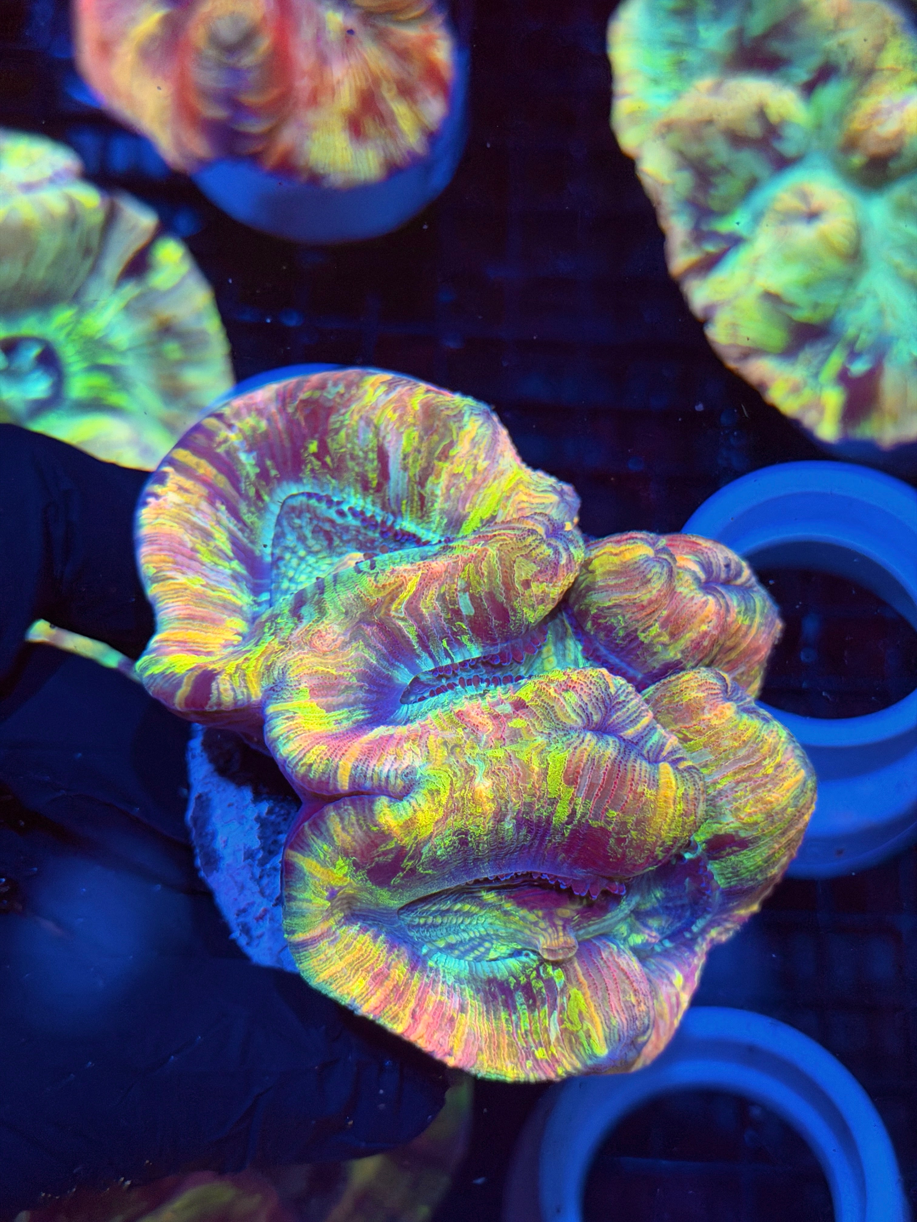 Rainbow Trachyphyllia Meat Coral XL 8/29