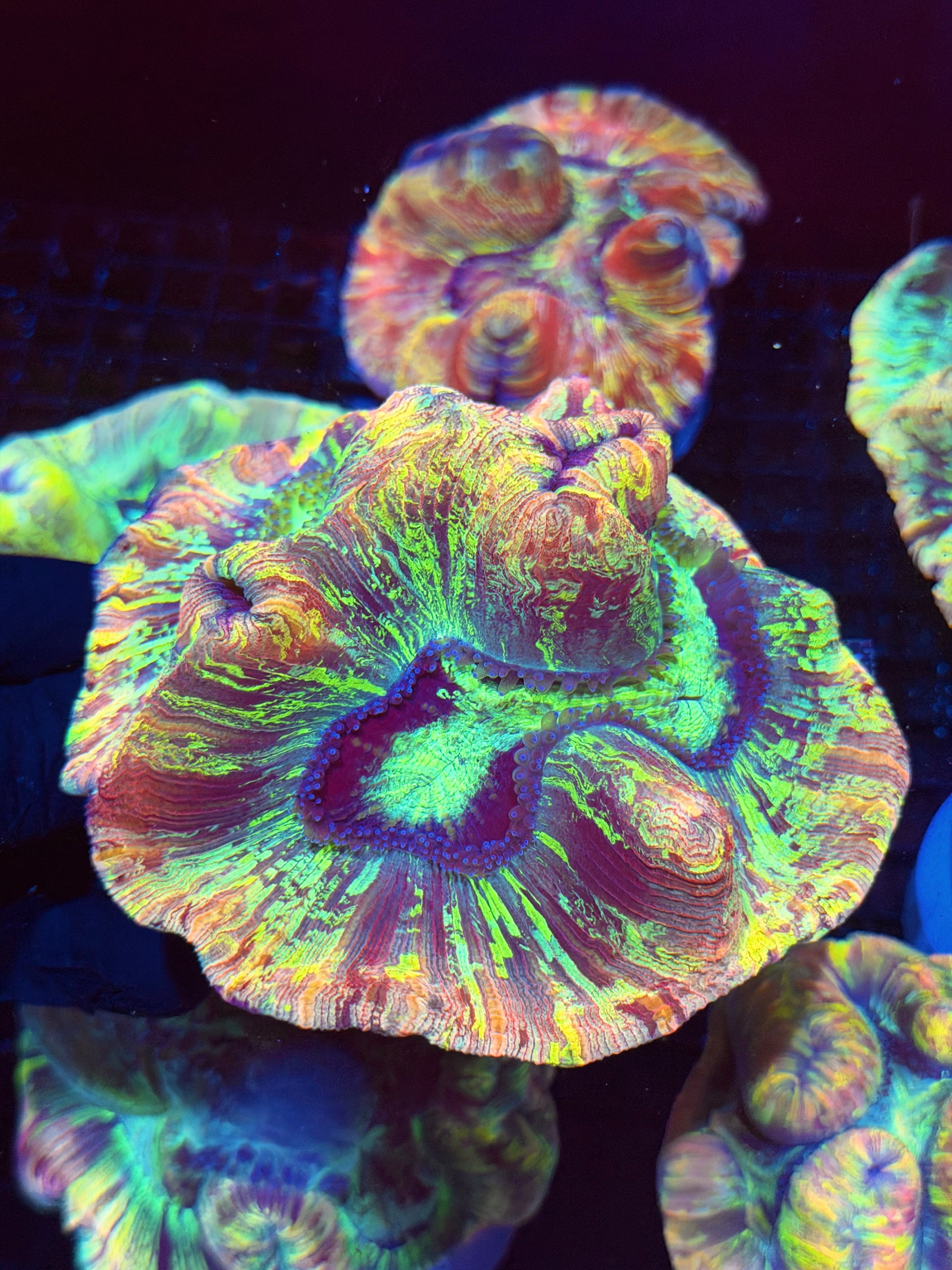 Rainbow Splatter Trachyphyllia Meat Coral XL 8/28