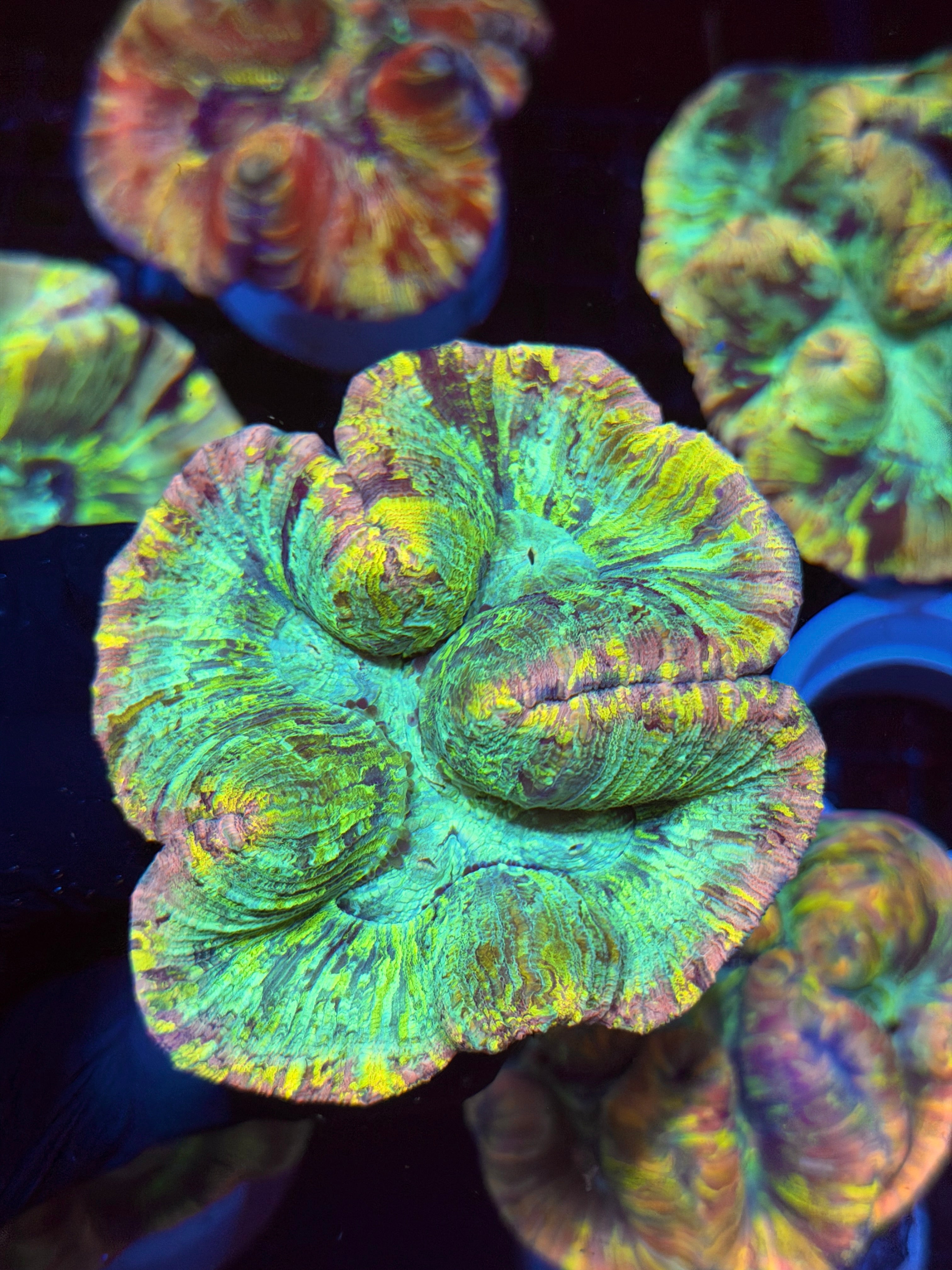 Pastel Trachyphyllia Meat Coral XL 8/23
