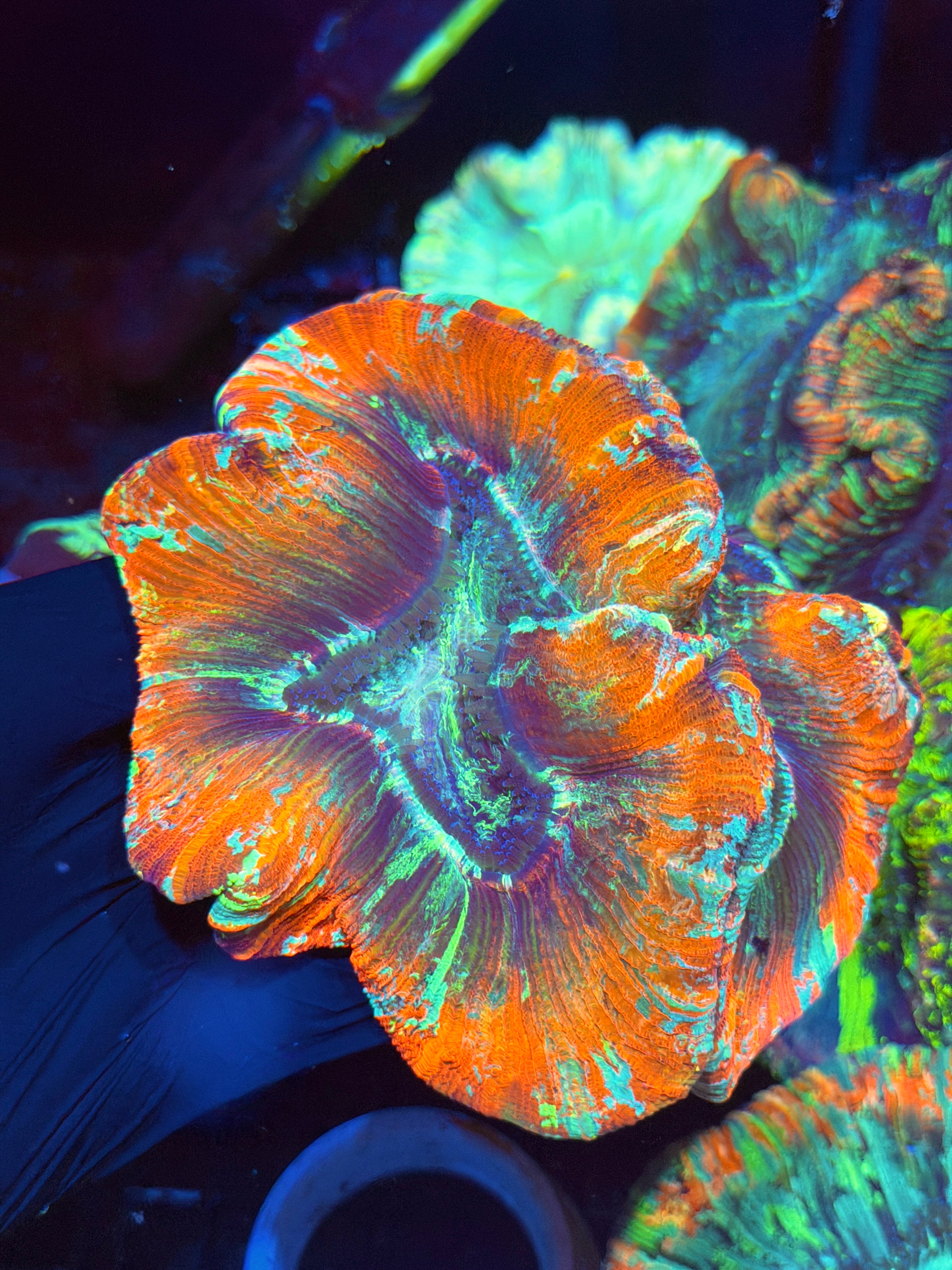 Bright Red/Multicolor Trachyphyllia Meat Coral XL 8/28