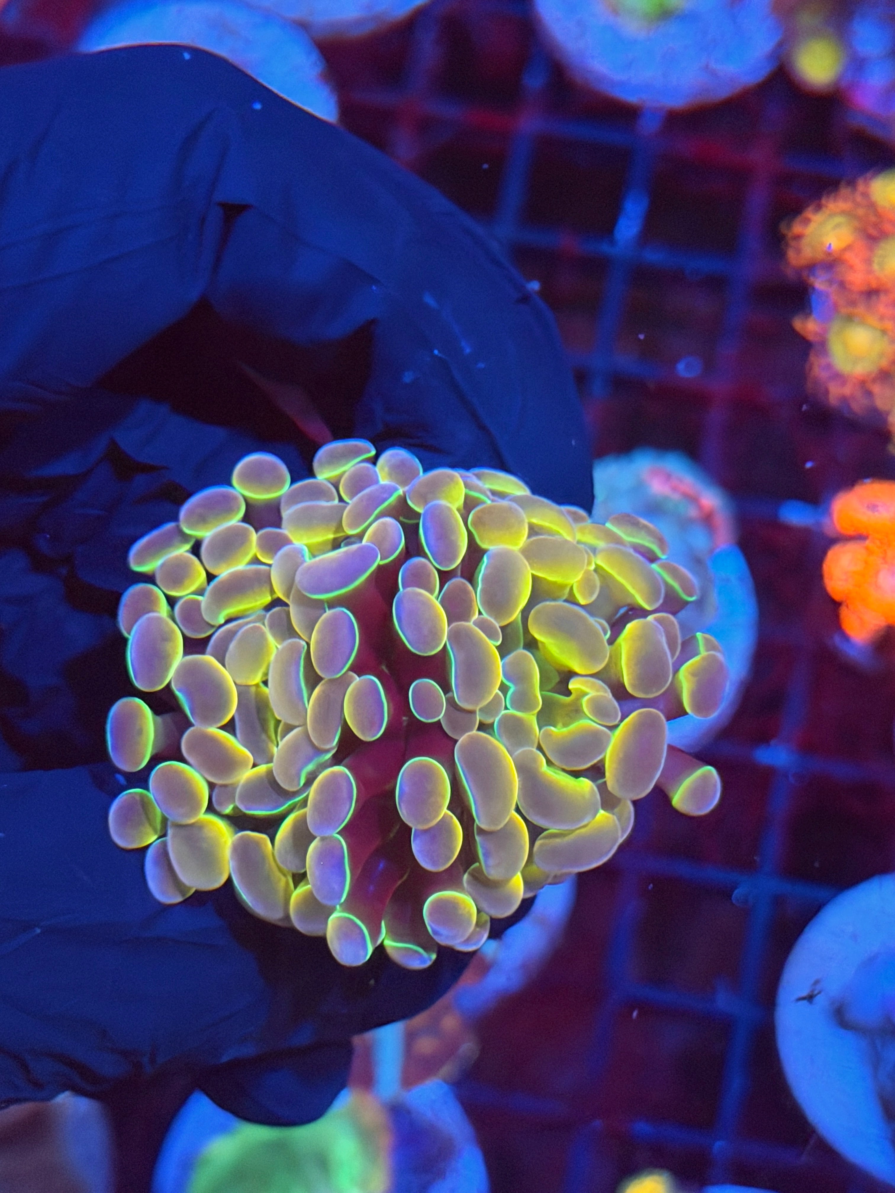 JEA Rainbow Dreams Hammer Coral 2 Heads Splitting 8/29