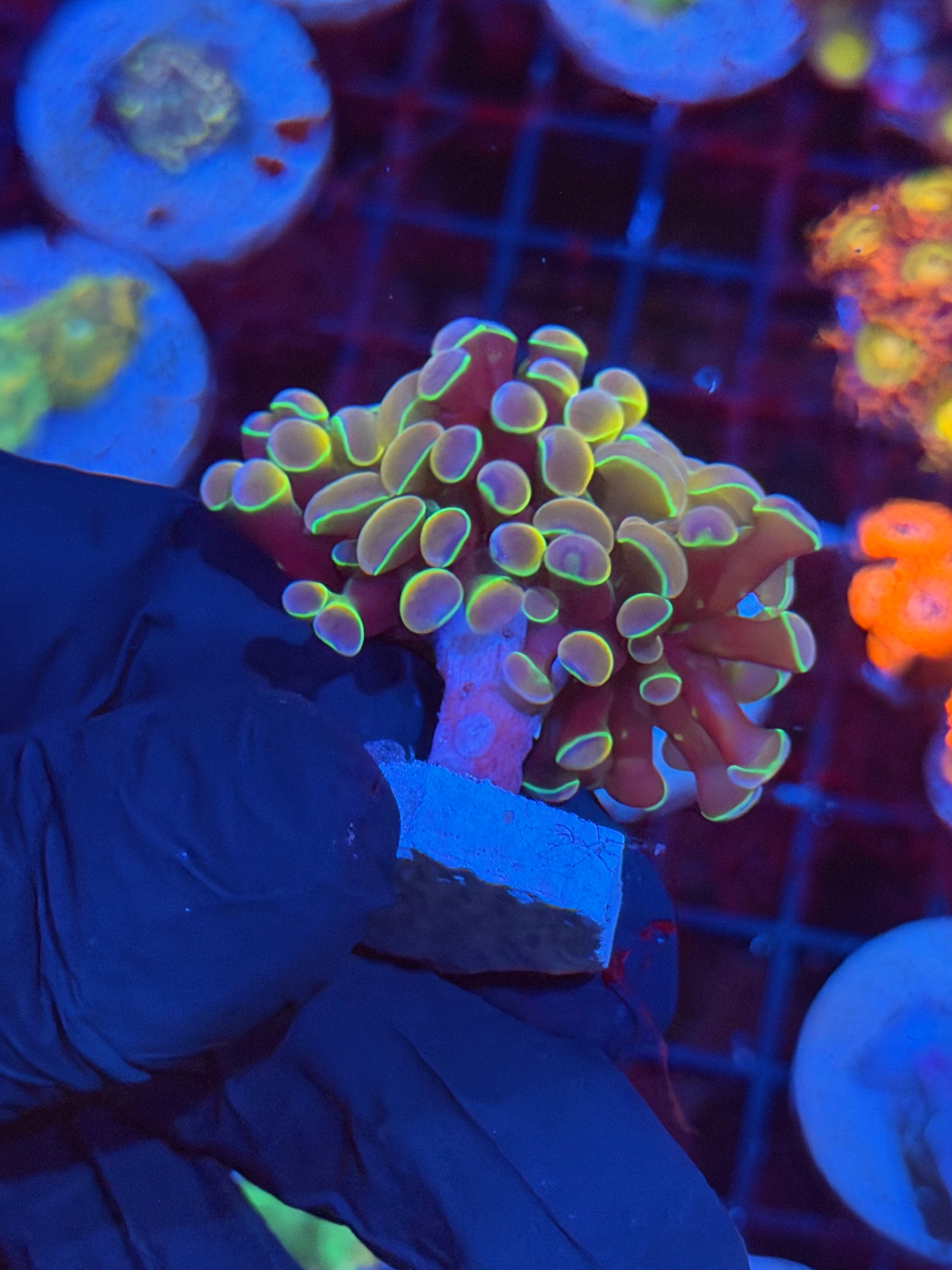 JEA Rainbow Dreams Hammer Coral 2 Heads Splitting 8/29