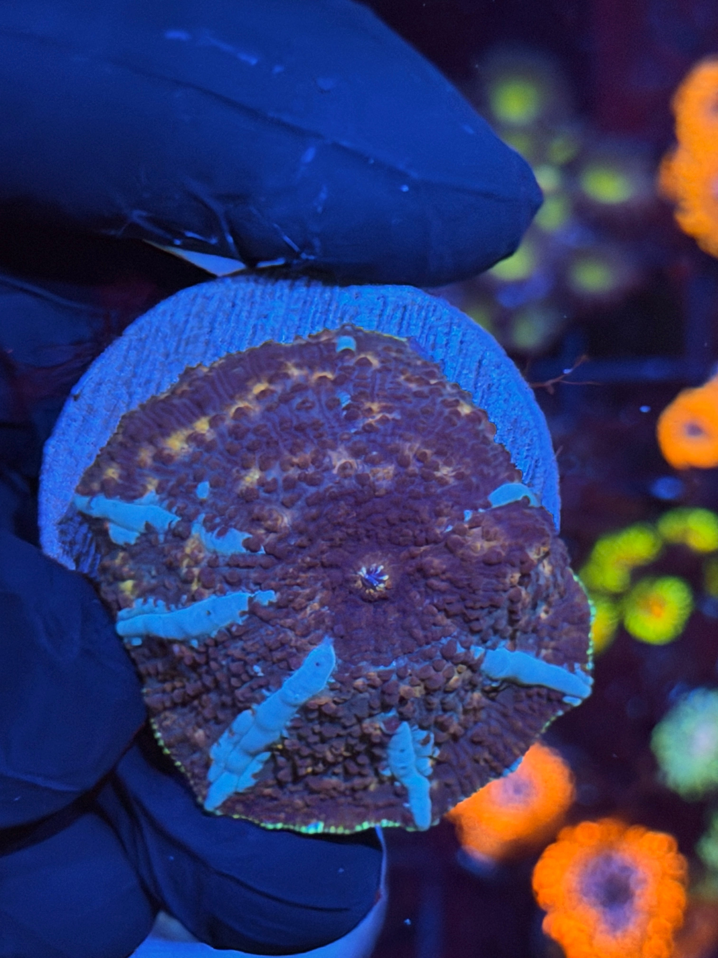 JEA Riot Shield Jawbreaker Mushroom Coral XL 8/23