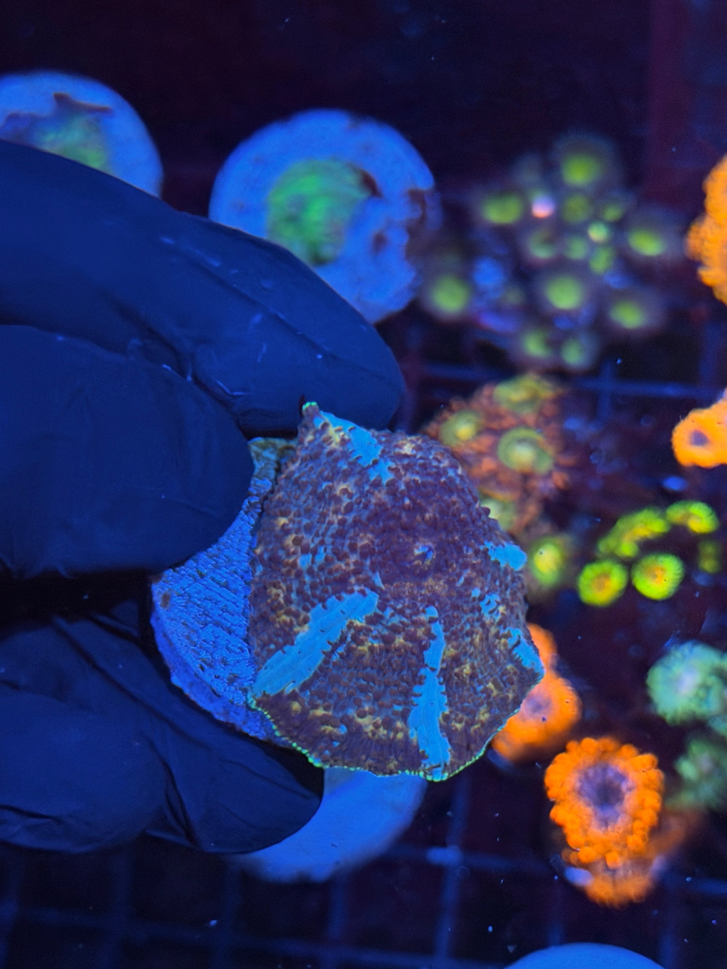 JEA Riot Shield Jawbreaker Mushroom Coral XL 8/28