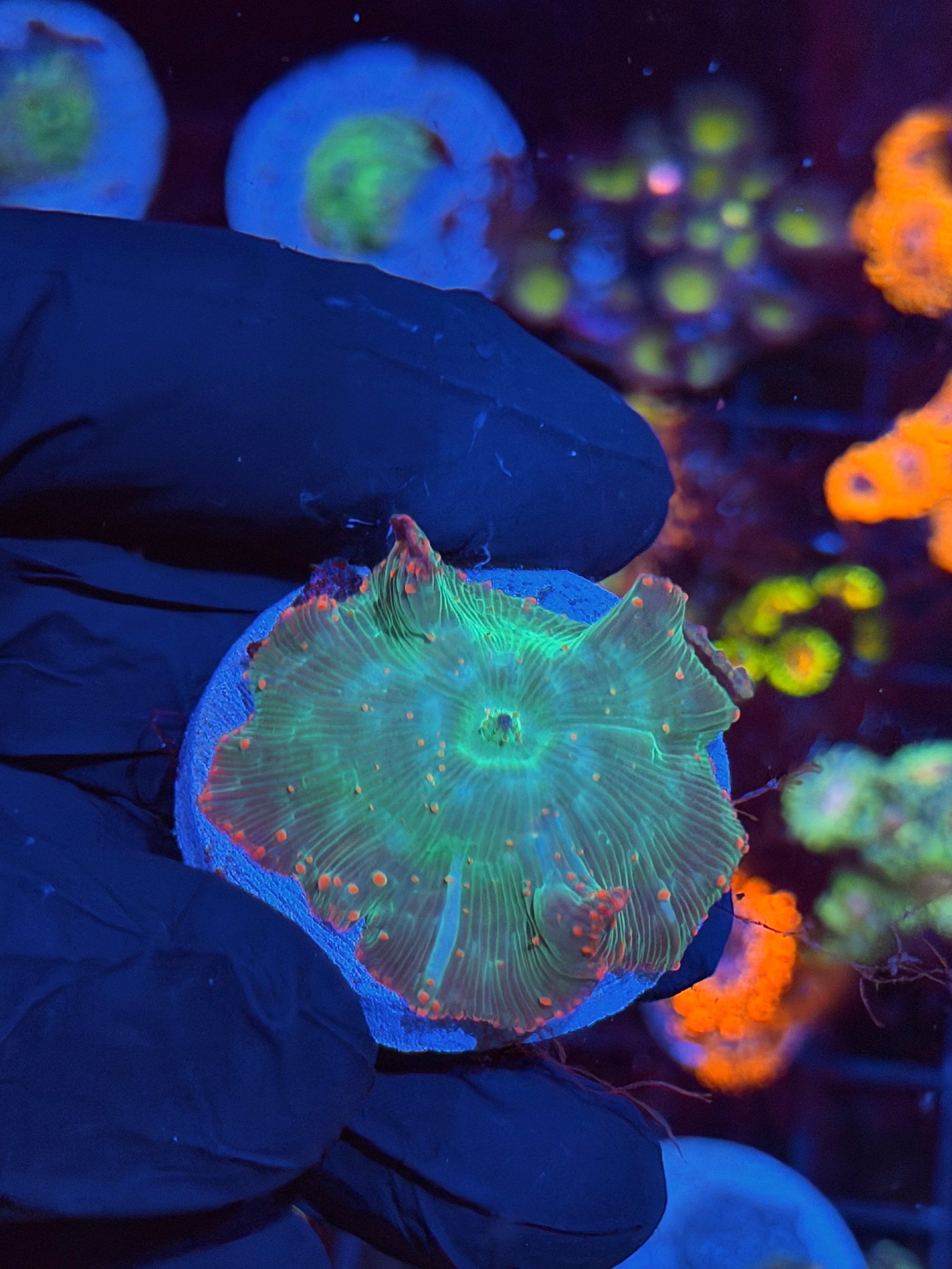 JEA Heartbreaker Mushroom Coral XL 8/28