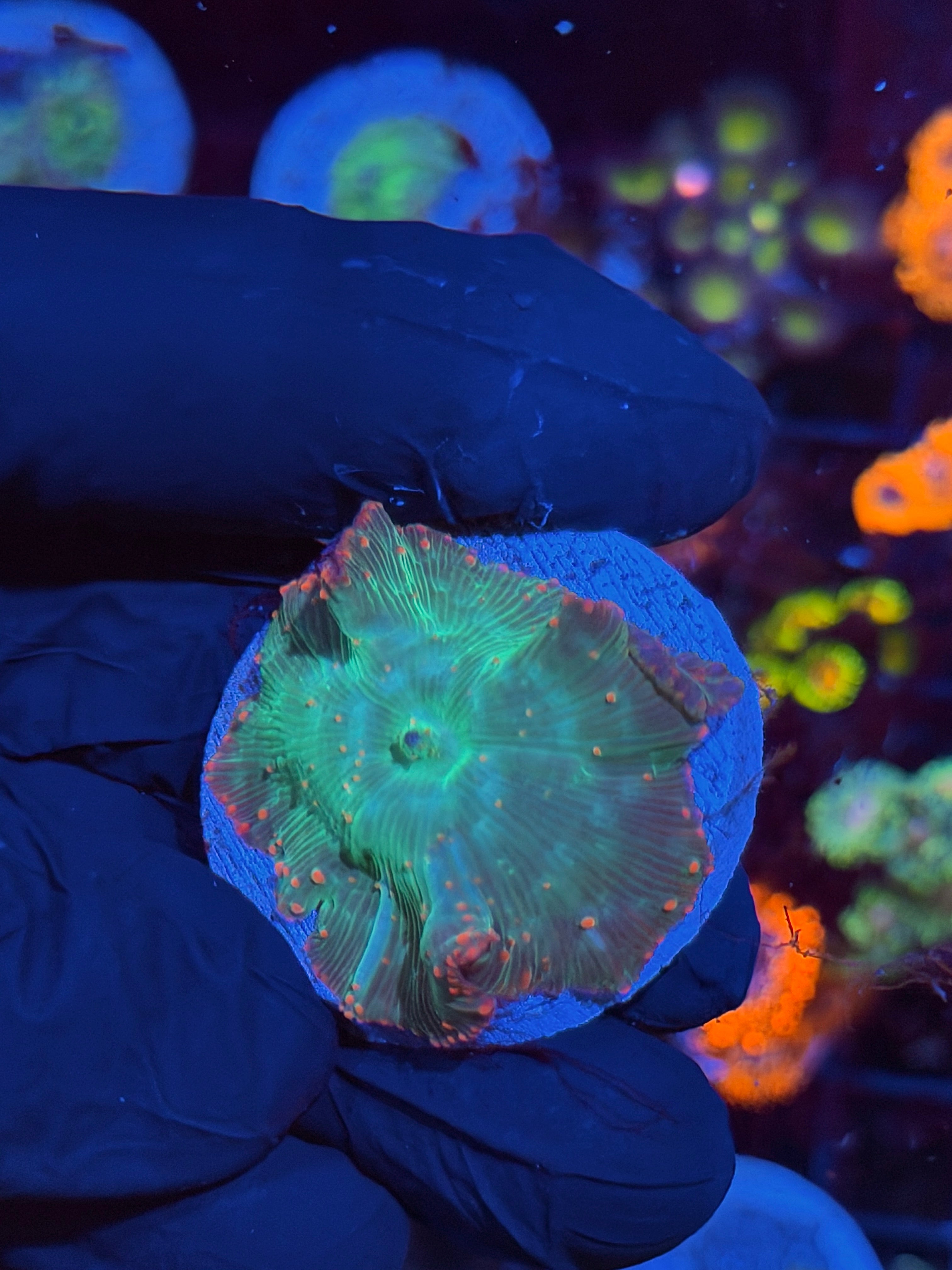 JEA Heartbreaker Mushroom Coral XL 8/28