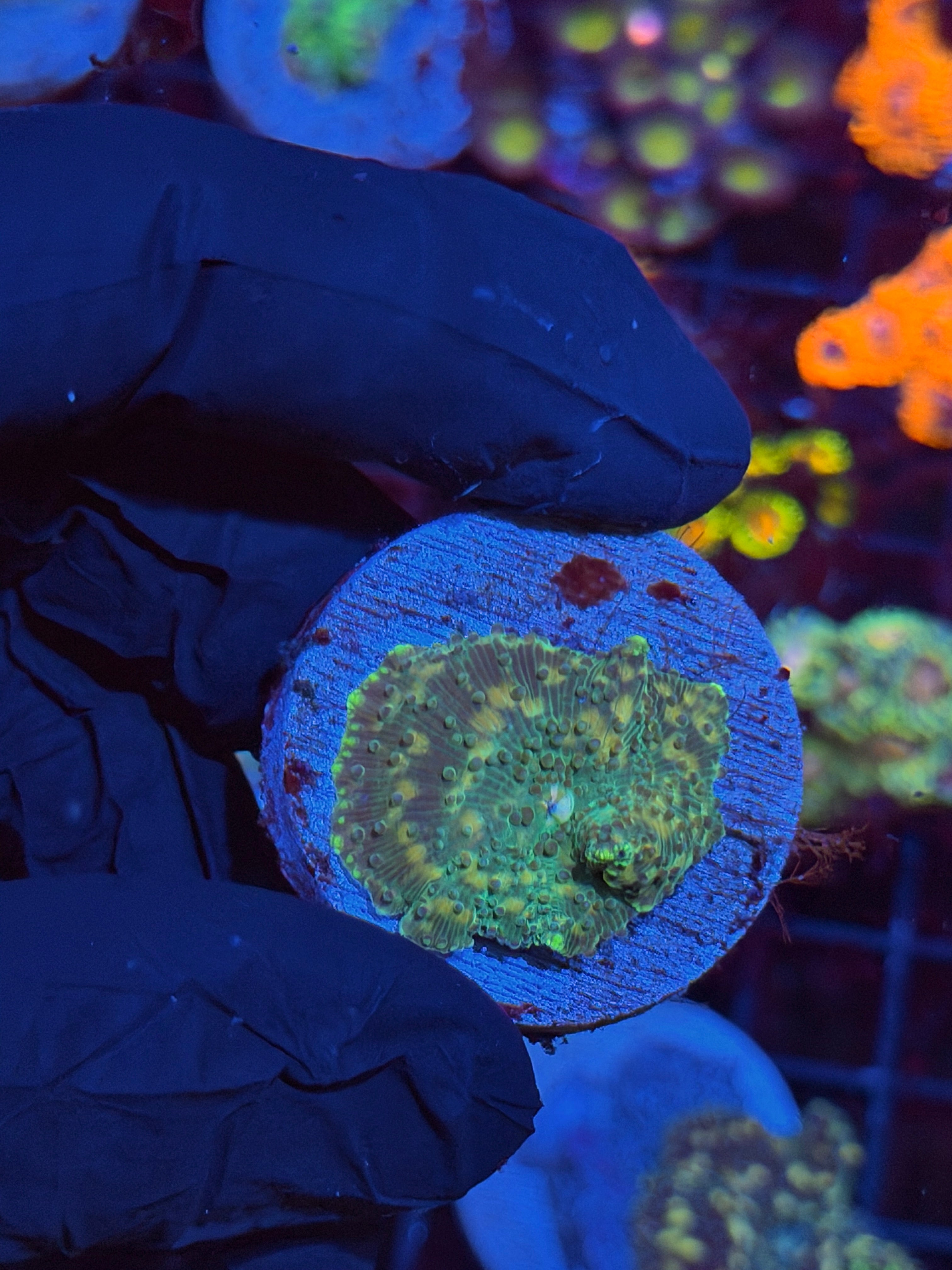 JEA Space Invader Jawbreaker Mushroom Coral 8/28