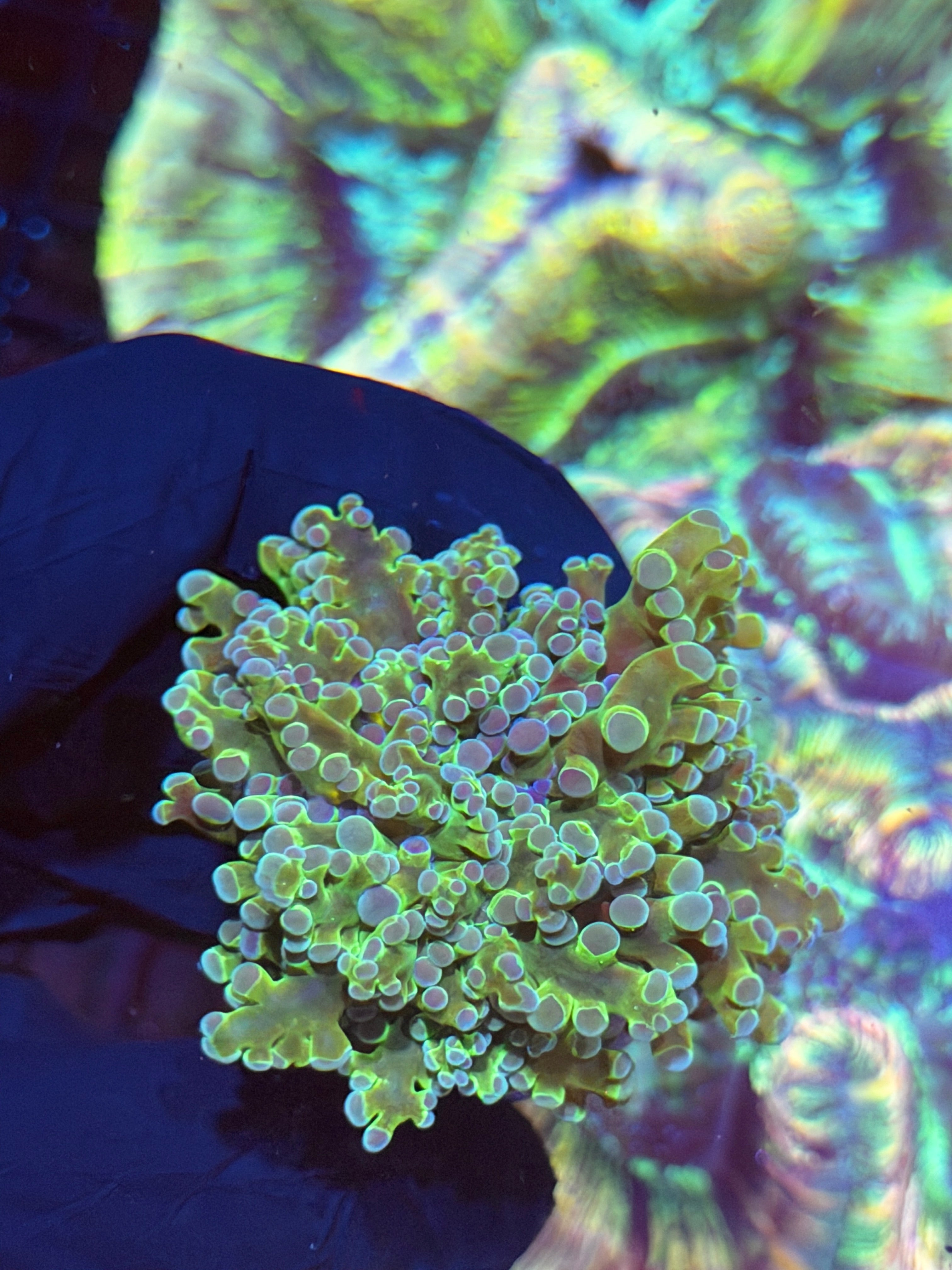 JEA Holy Relic Frogspawn Coral XL Head 8/29