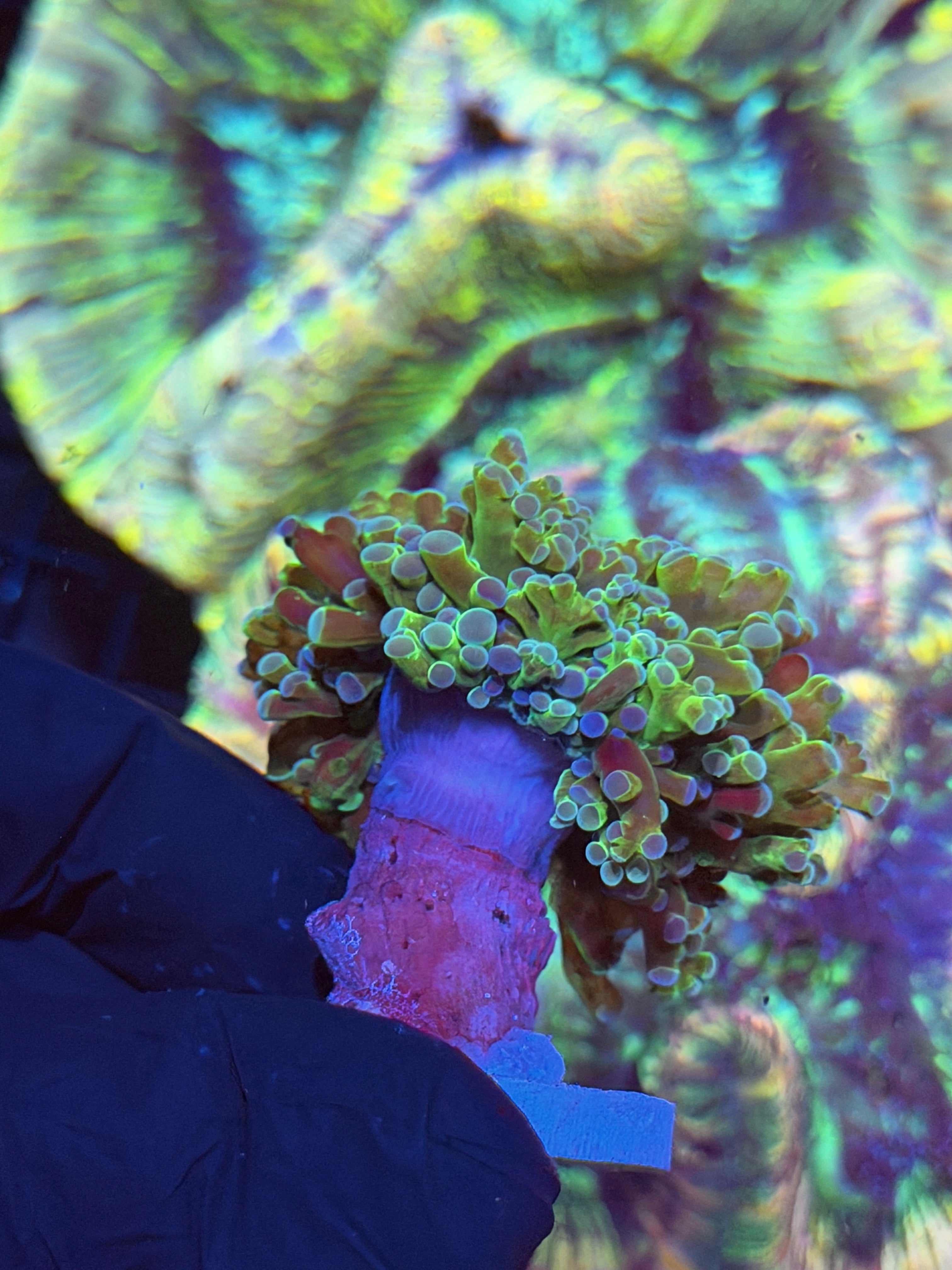 JEA Holy Relic Frogspawn Coral XL Head 8/29