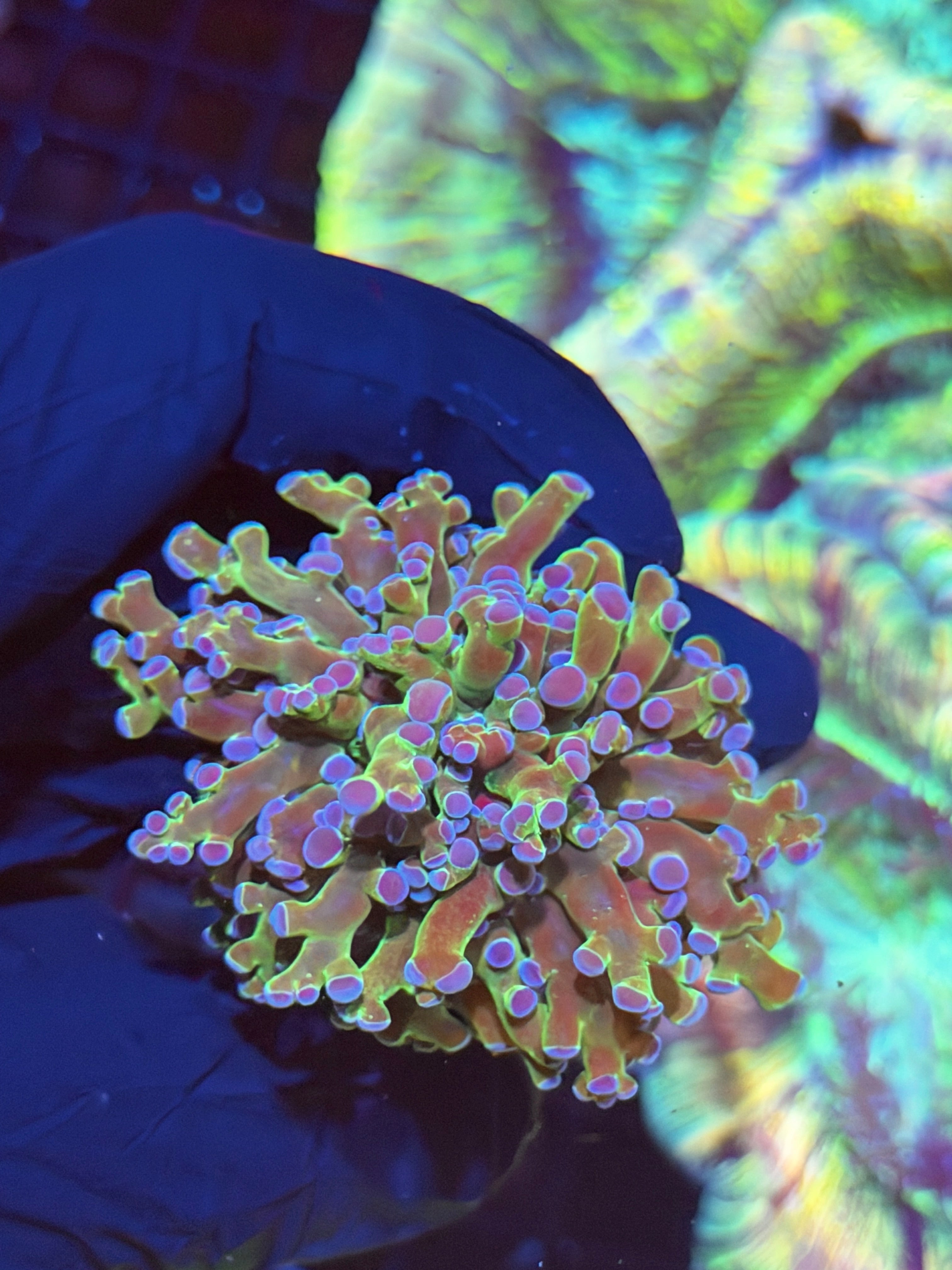JEA Blue Magic Frogspawn Coral 1 XL HEAD 8/28