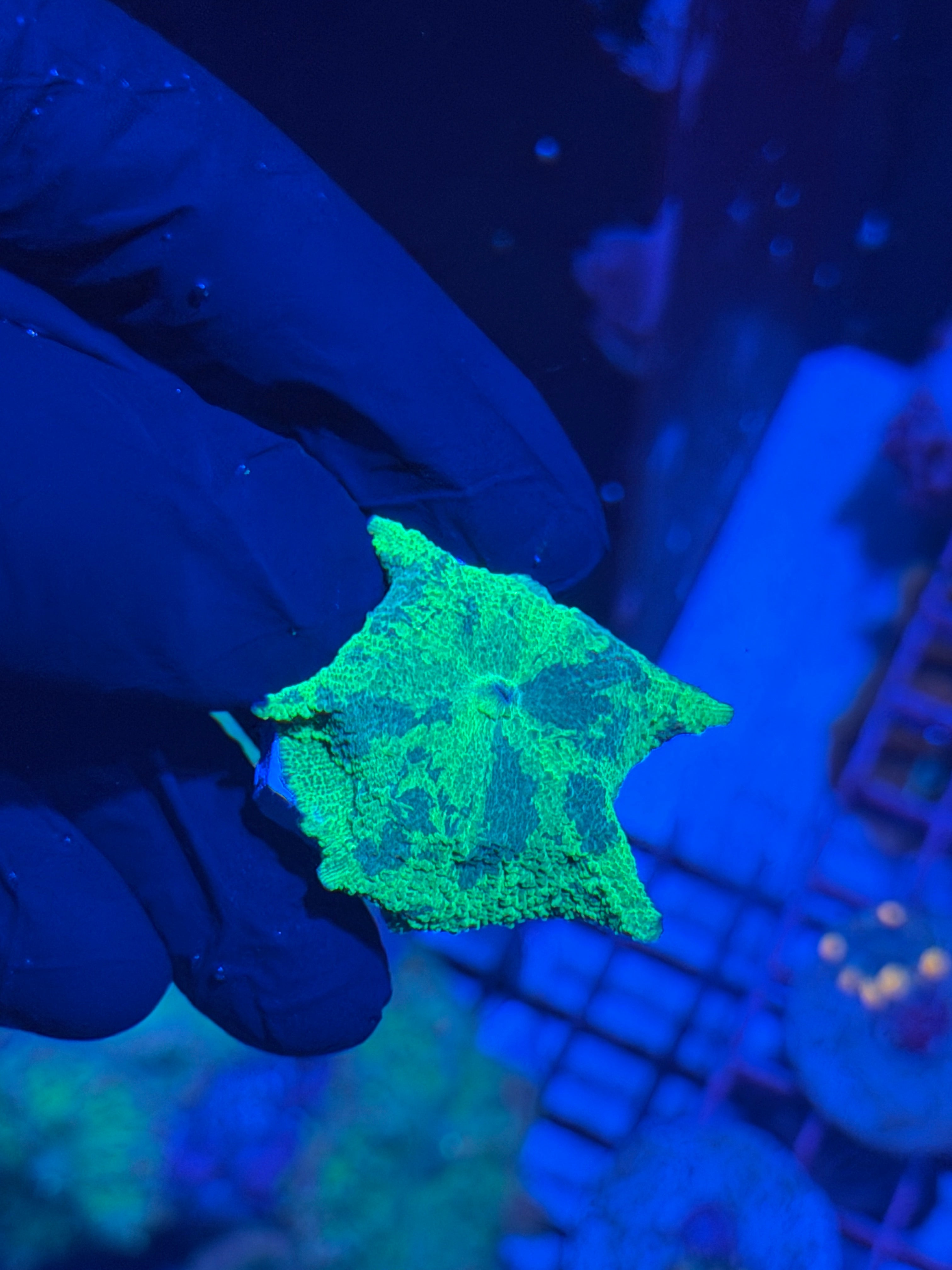 JEA Blueberry Yum Yum Jawbreaker Mushroom Coral *RARE* 8/29