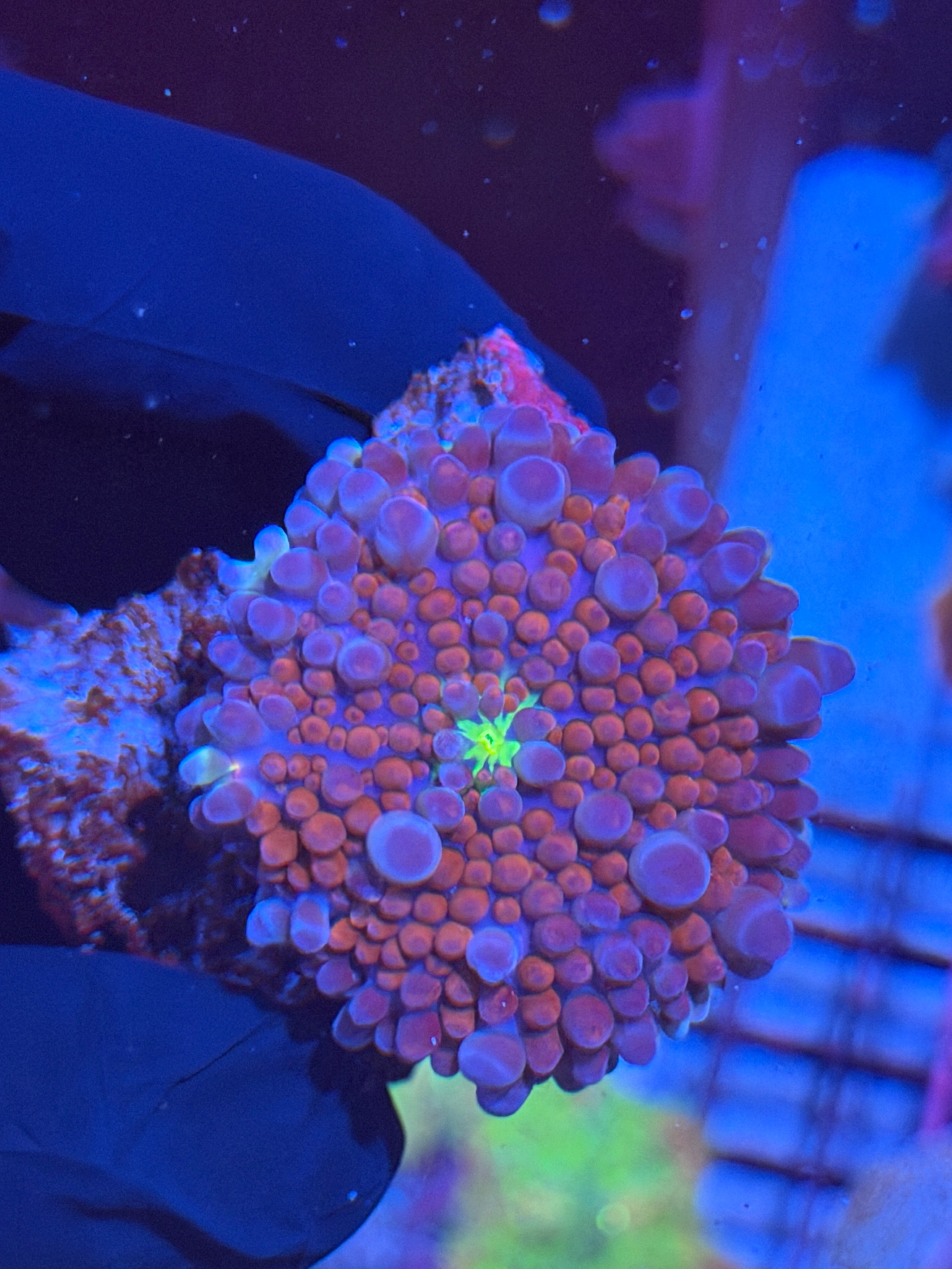 JEA Spiderman Yuma Mushroom Coral XXL 8/24