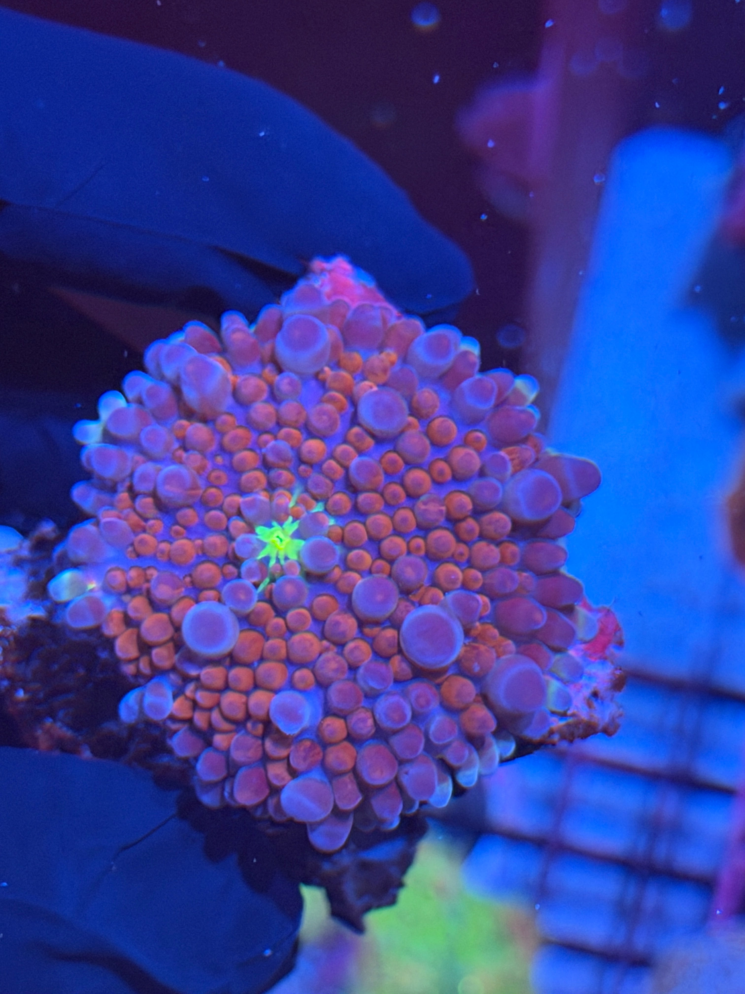 JEA Spiderman Yuma Mushroom Coral XXL 8/24