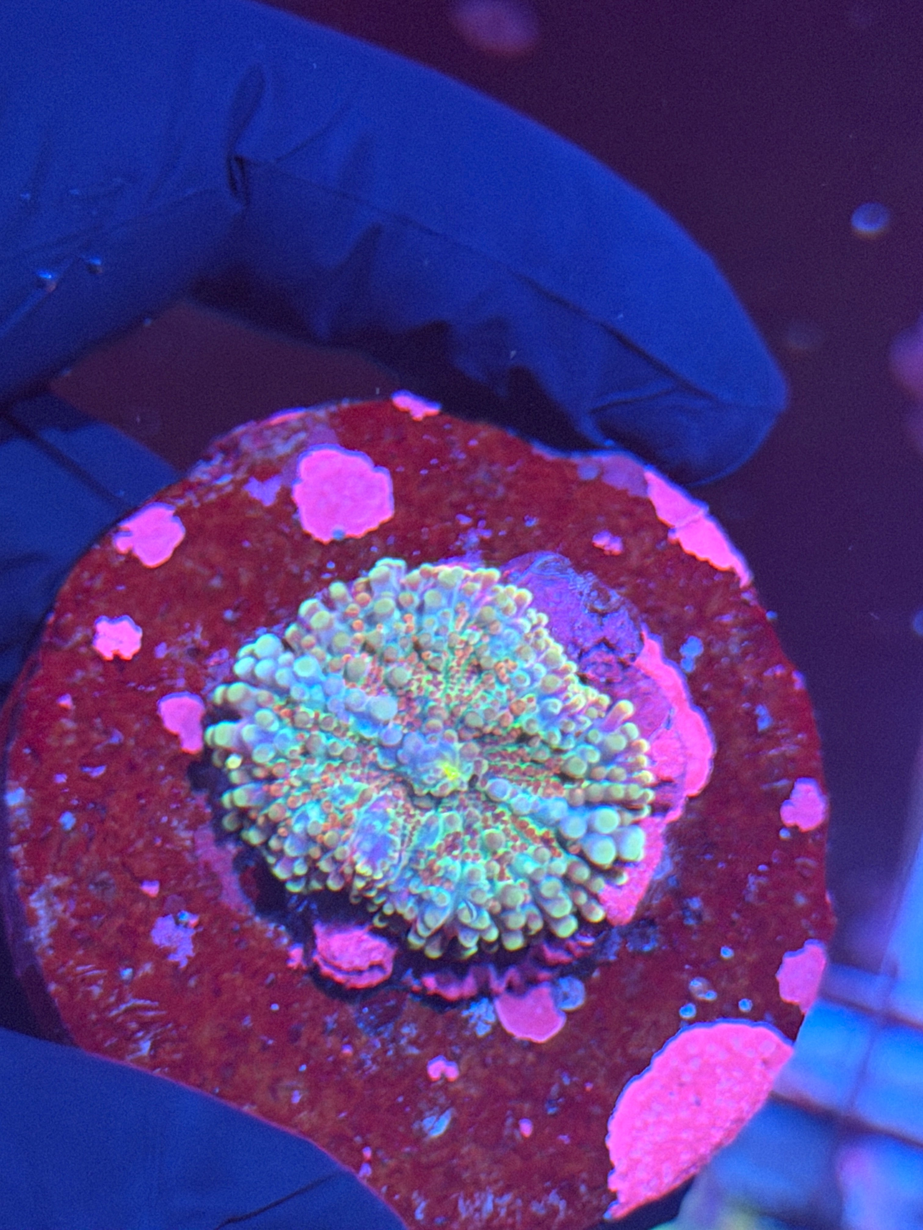 JEA Blue Fever Yuma Mushroom Coral 8/28